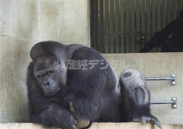 写真集チラ見せ】イケメンすぎるゴリラ・シャバーニくんの人気沸騰 J