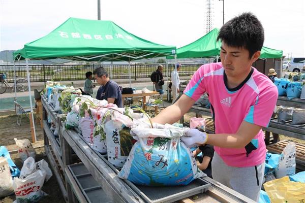 サツマイモで発電 滋賀 湖南で植え付け会 産経ニュース サツマイモで発電 滋賀 湖南で植え付け会 産経ニュース