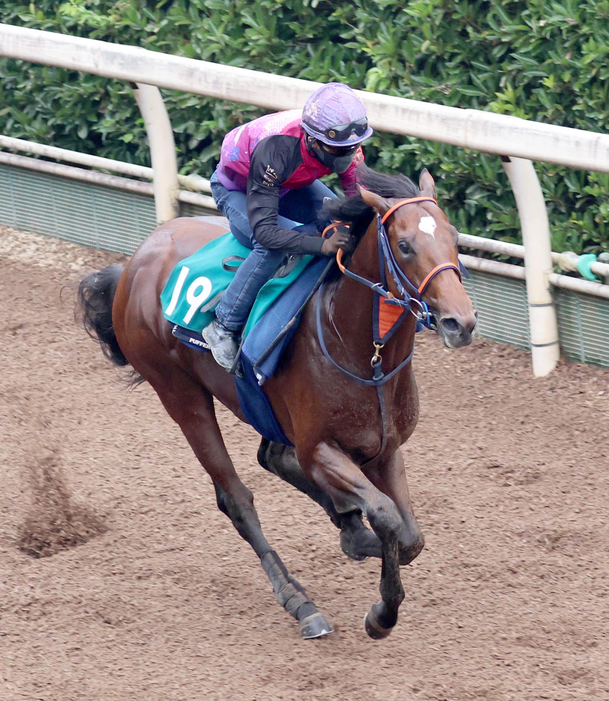今週の注目新馬】サイン上々の伸び 菊花賞馬キセキの初年度産駒