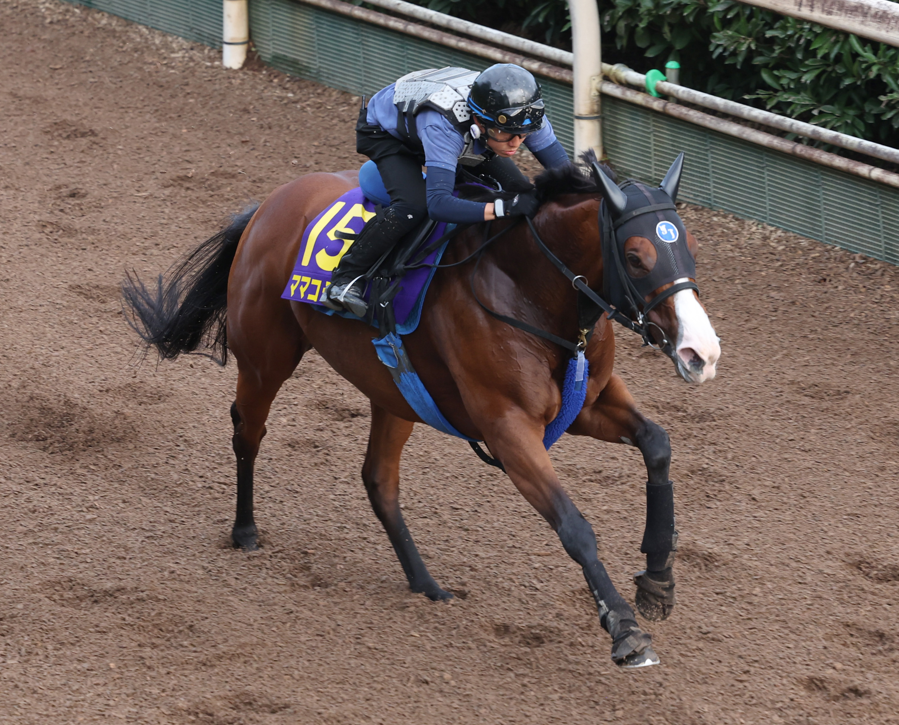 スプリンターズS 木曜追い切り】3年前の勝ち馬ママコチャは栗東坂路で