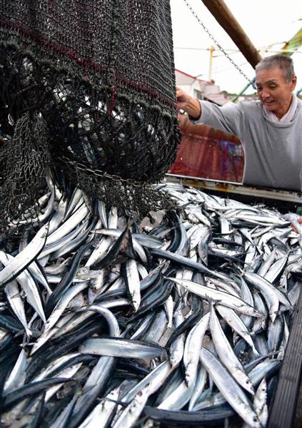 サンマ初水揚げ銚子漁港にサンマ ようやく初水揚げ 例年１カ月遅れ ７日の水産まつり 間に合った イザ
