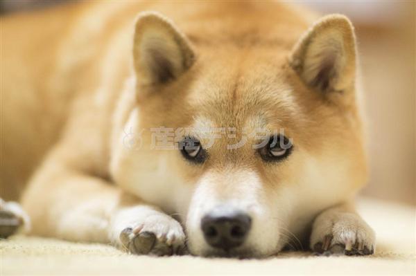 写真集チラ見せ フォロワー２４０万人 世界一有名な柴犬 まる のまん丸顔に癒やされて 柴犬まるさんぽ 1 3ページ 産経ニュース