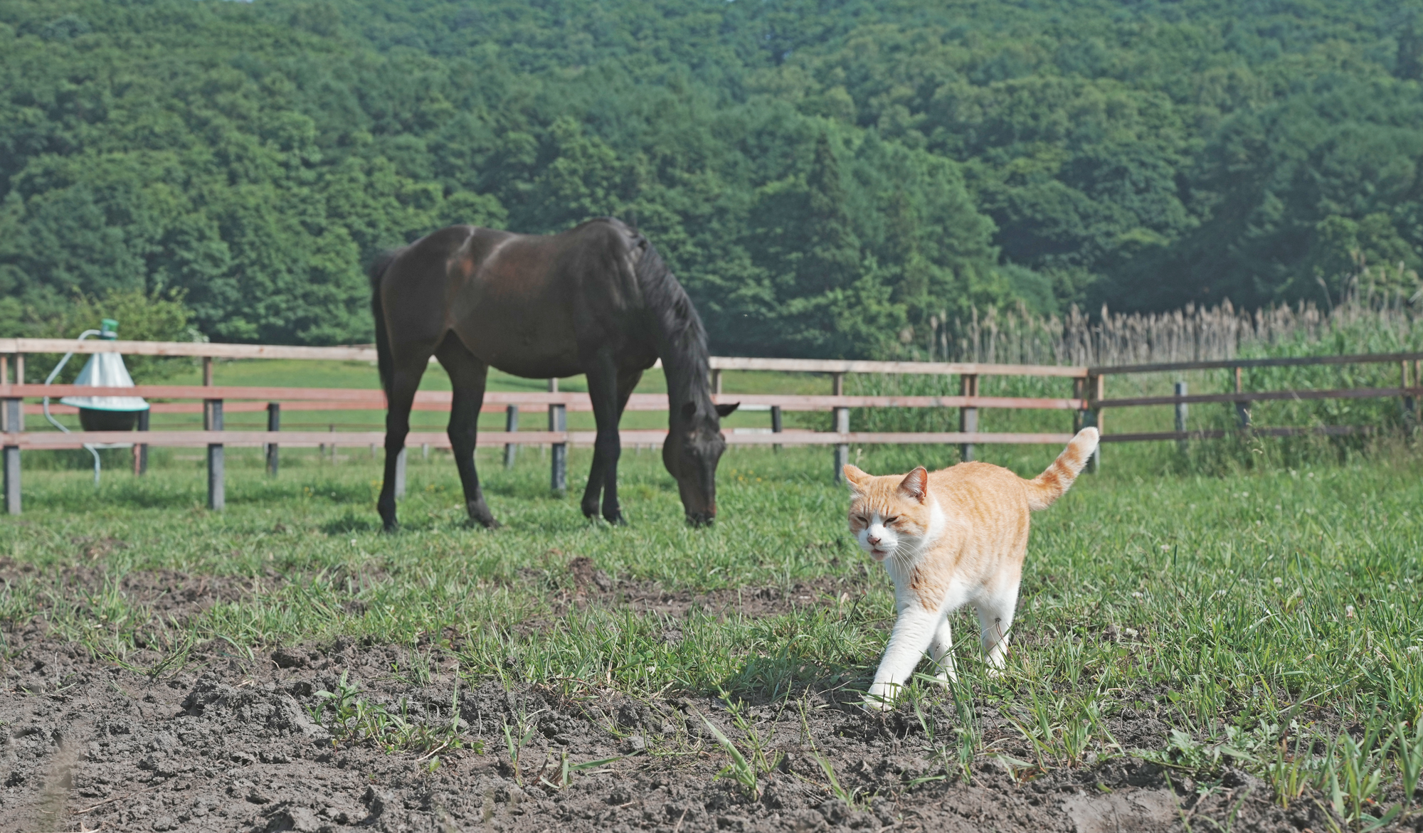 ハート柄の猫が決め手に 産経のベテランカメラマンが撮る「猫どころ