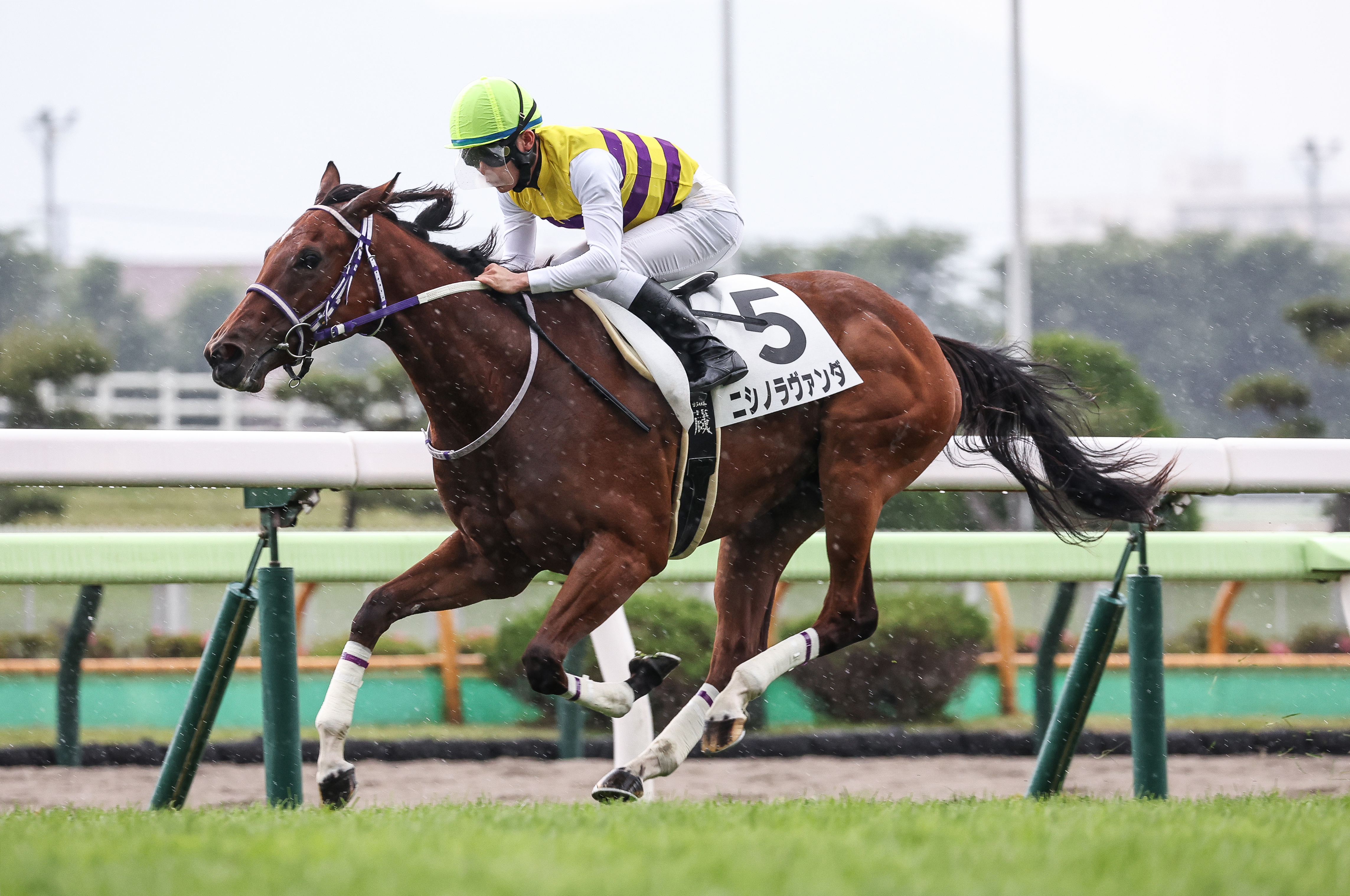 2歳次走報】函館2歳S2着のニシノラヴァンダはアルテミスSへ