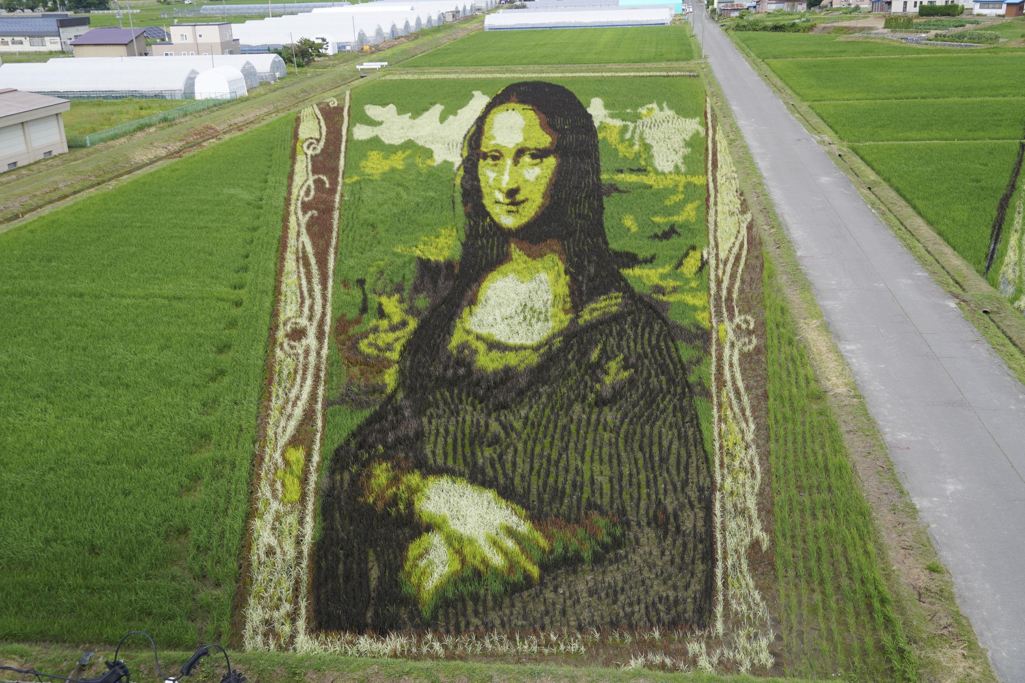 水田でモナリザほほ笑む 青森・田舎館、「田んぼアート」見ごろ - 産経