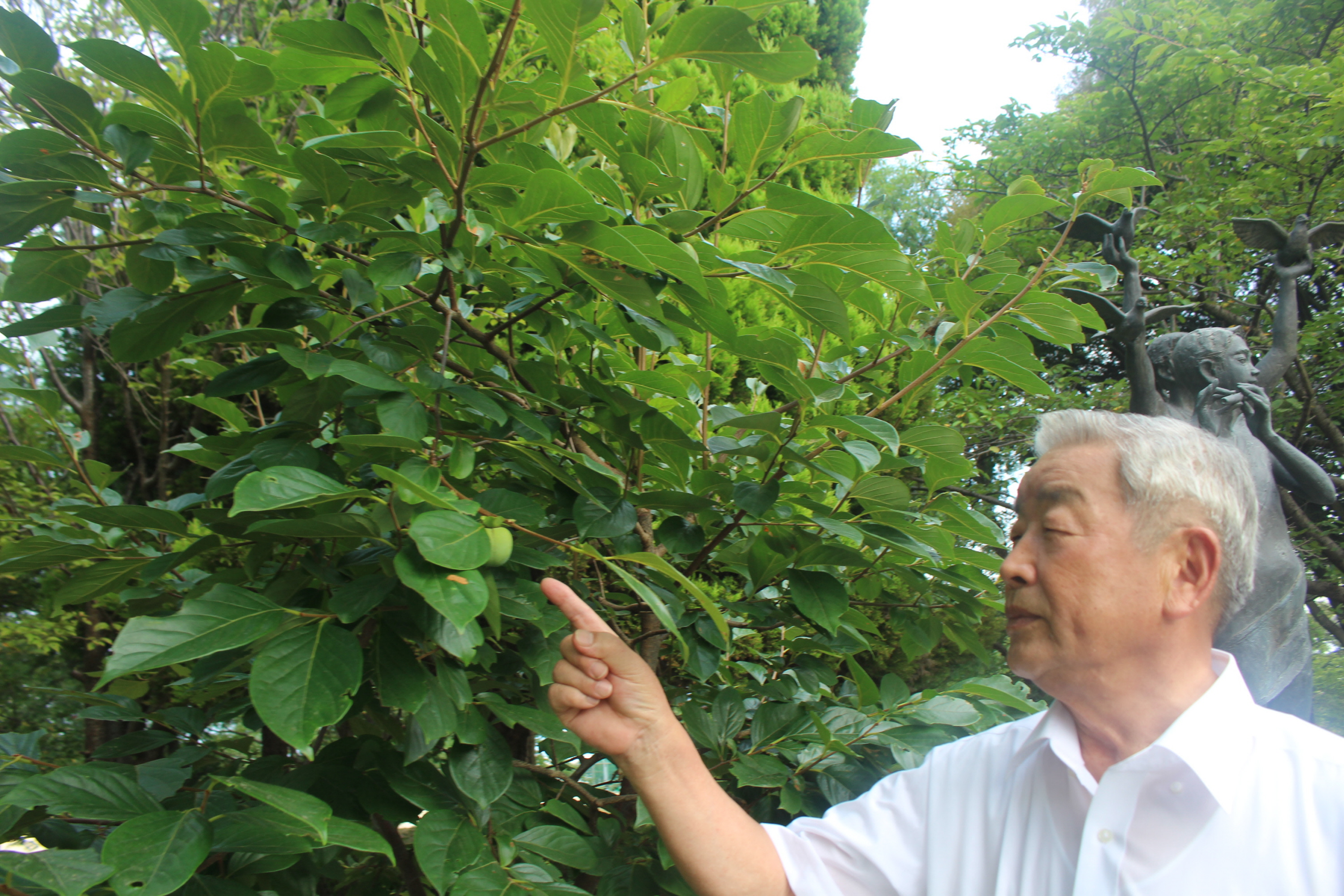 原爆の日79年 長崎被爆2世の柿の木に実 滋賀・守山 - 産経ニュース