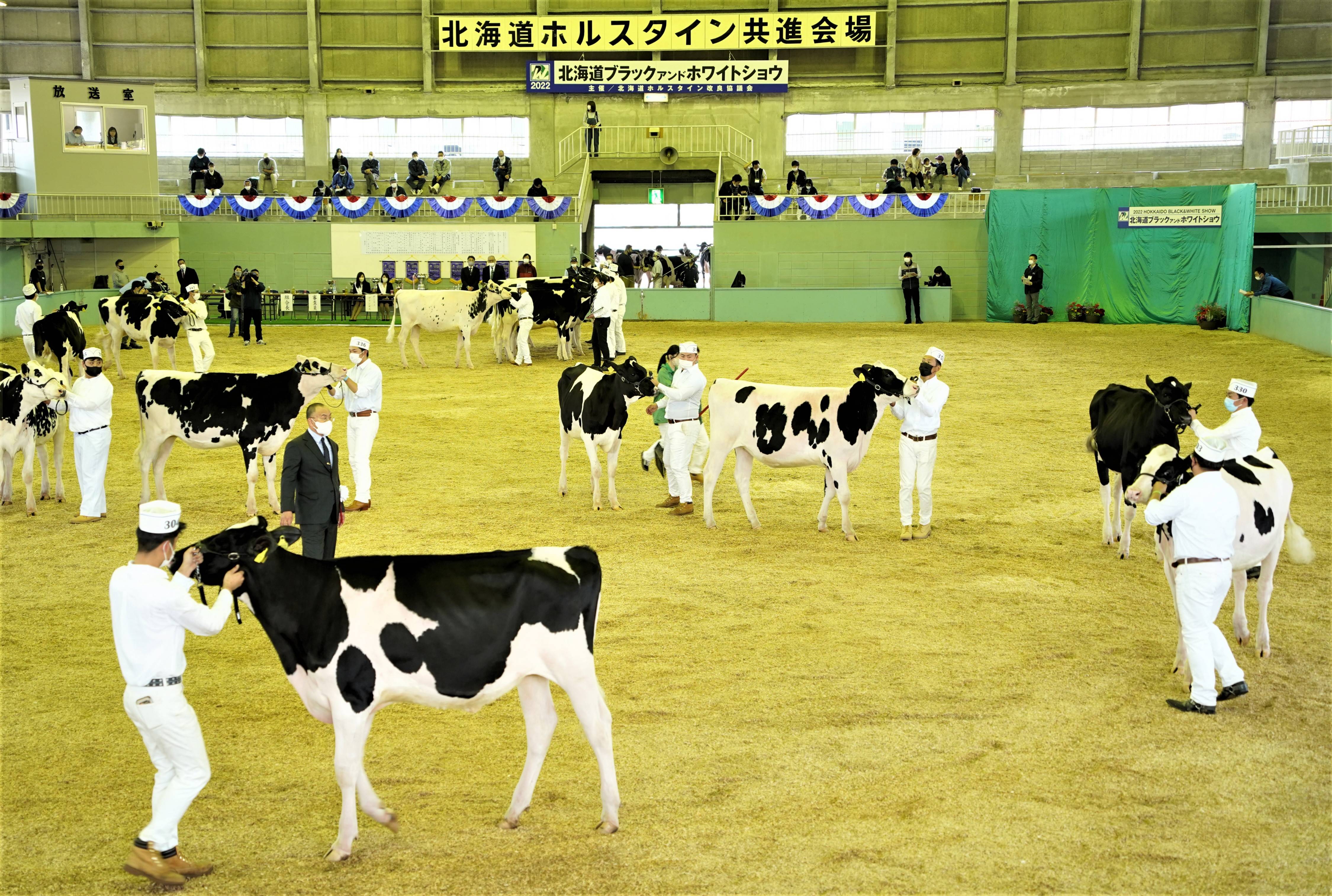 2024 デイリーエキスポ ベスト ホルスタイン 酪農 乳牛 共進会 ノサワ