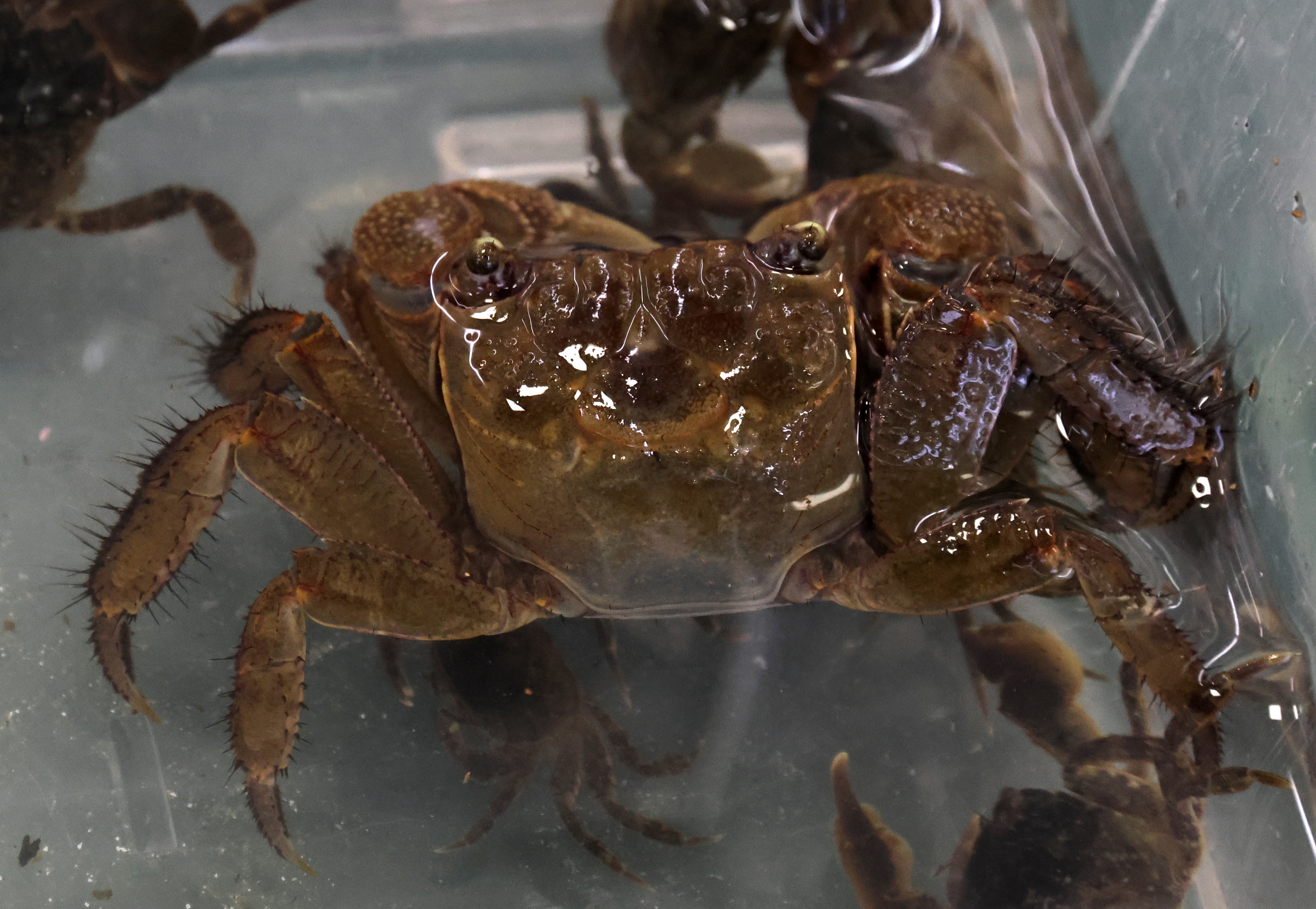 動画】受け継がれる 生物の楽園 藤前干潟 水辺の物語 - 産経ニュース