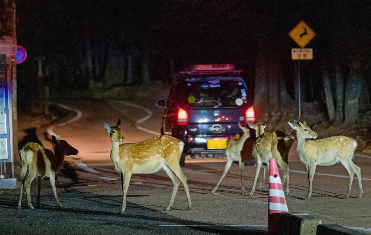 奈良のシカ 深夜の餌やりダメ 事故や体調不良の恐れ 産経ニュース