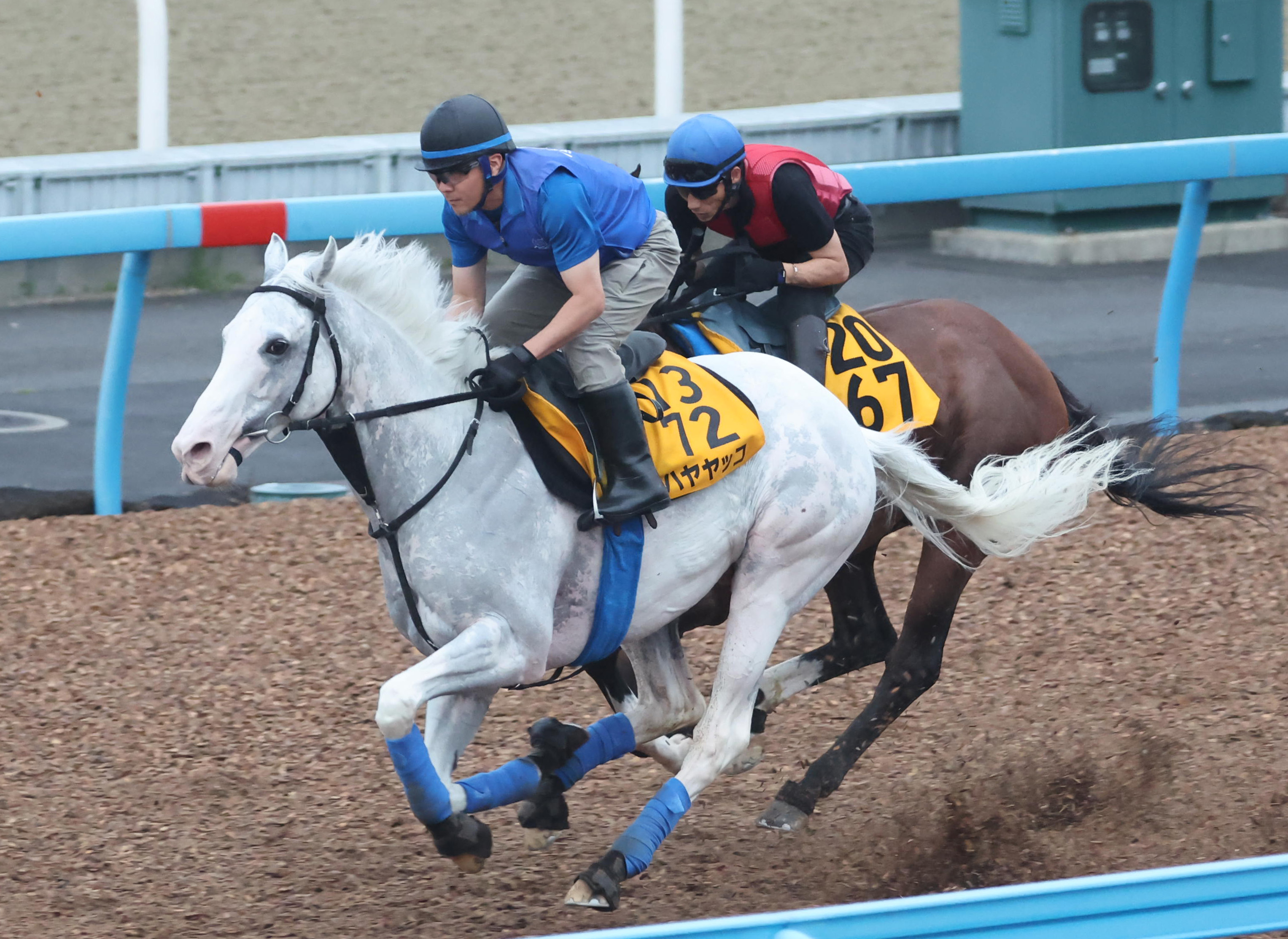 poteko　馬アキレス　馬スネ肉　馬肺 poteko様専用 馬アキレス 馬スネ肉 馬肺