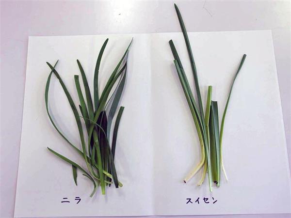 スイセンによる食中毒に注意しましょう 新潟市