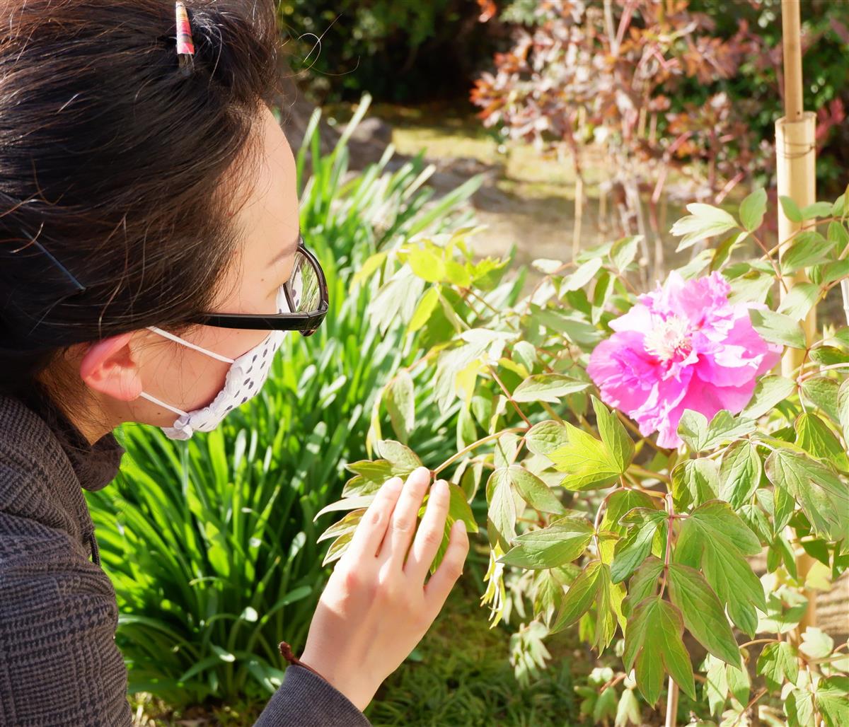 早咲きのボタン一輪に和む 奈良の当麻寺 産経ニュース