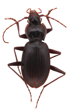 10年前寄贈の標本からゴミムシ新種 奈良の昆虫館、23～25日公開 - 産経