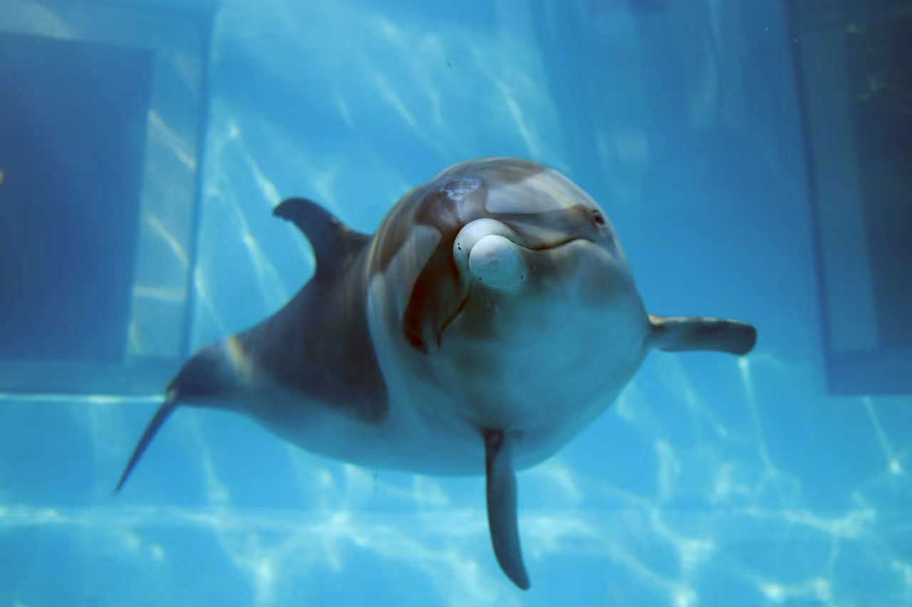 和歌山くじらの博物館、飼育していたマダライルカ死ぬ - サンスポ