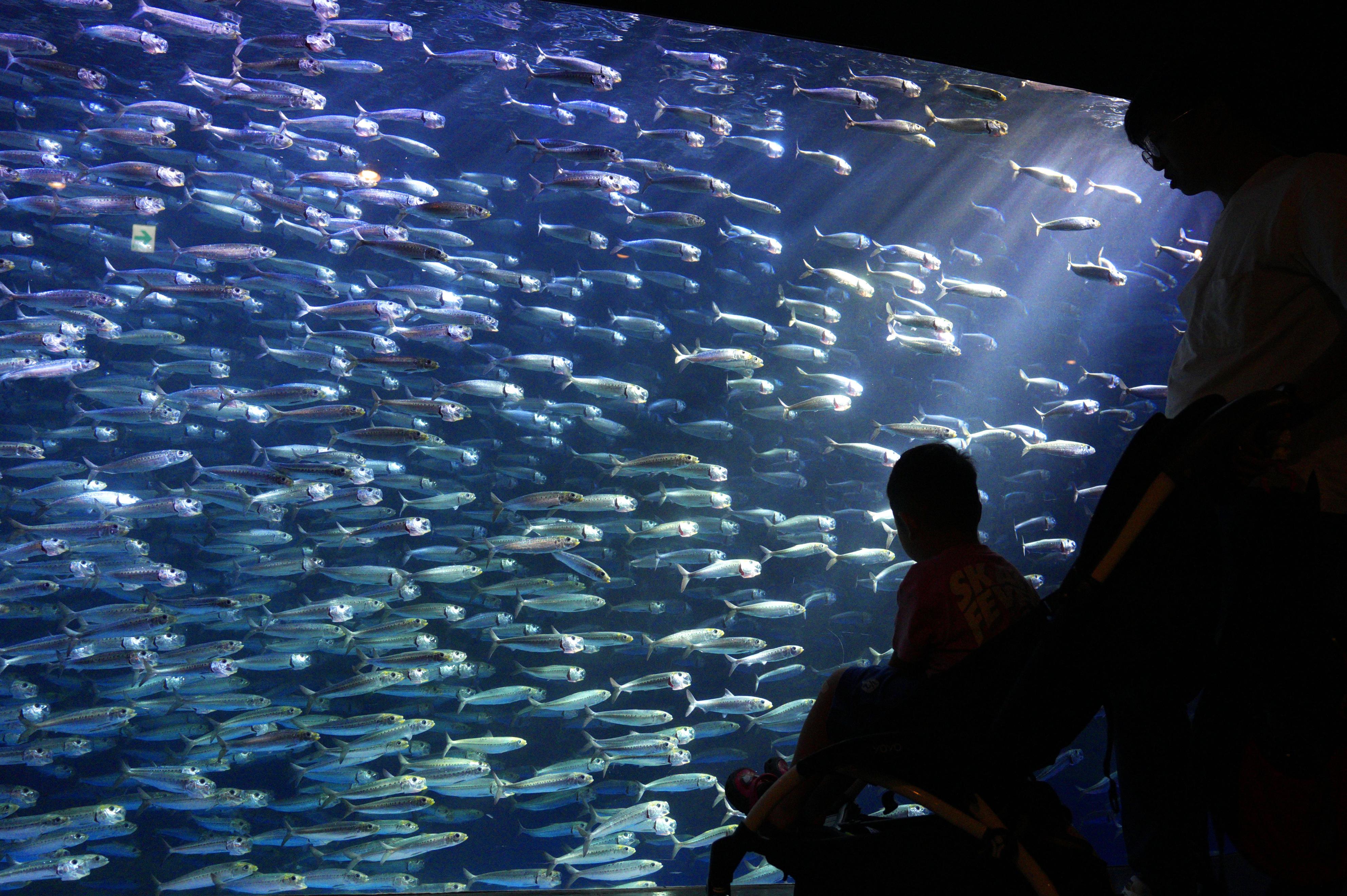 マイワシ1万匹、キラキラ「銀河水槽」 北海道・登別 - 産経ニュース
