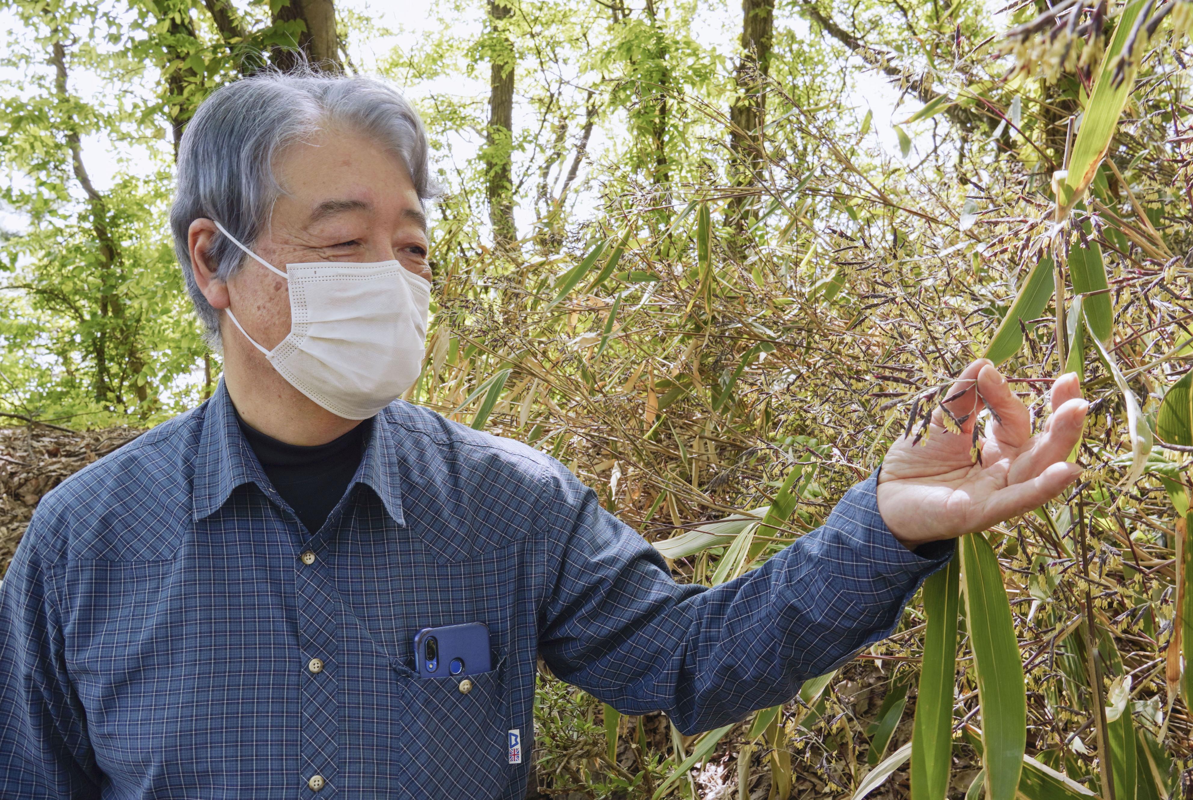 １２０年に１度 の光景 秋田市でスズタケ開花 産経ニュース