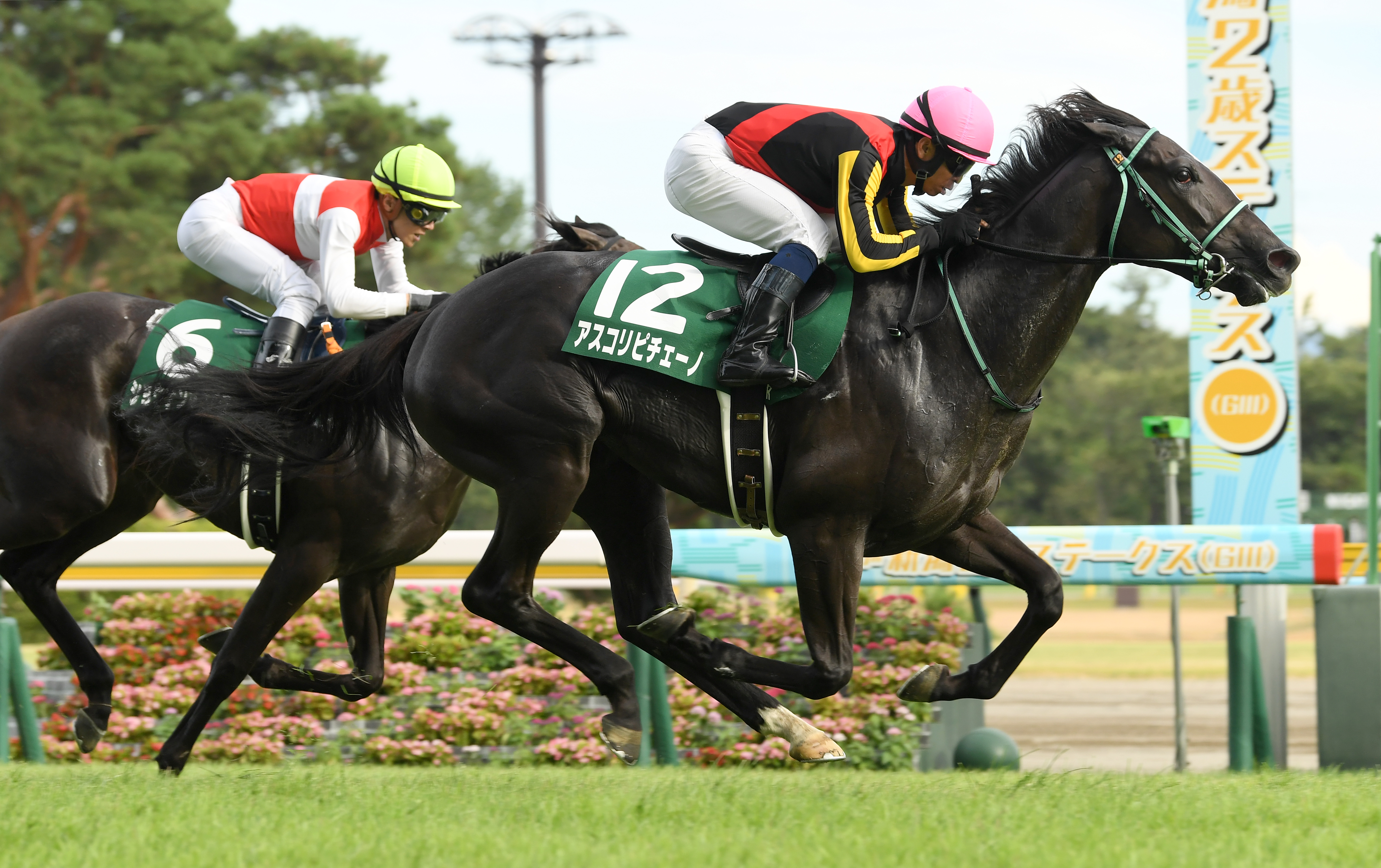 【新潟２歳Ｓ】２歳女王へ加速！アスコリピチェーノ切れ味鋭く ...