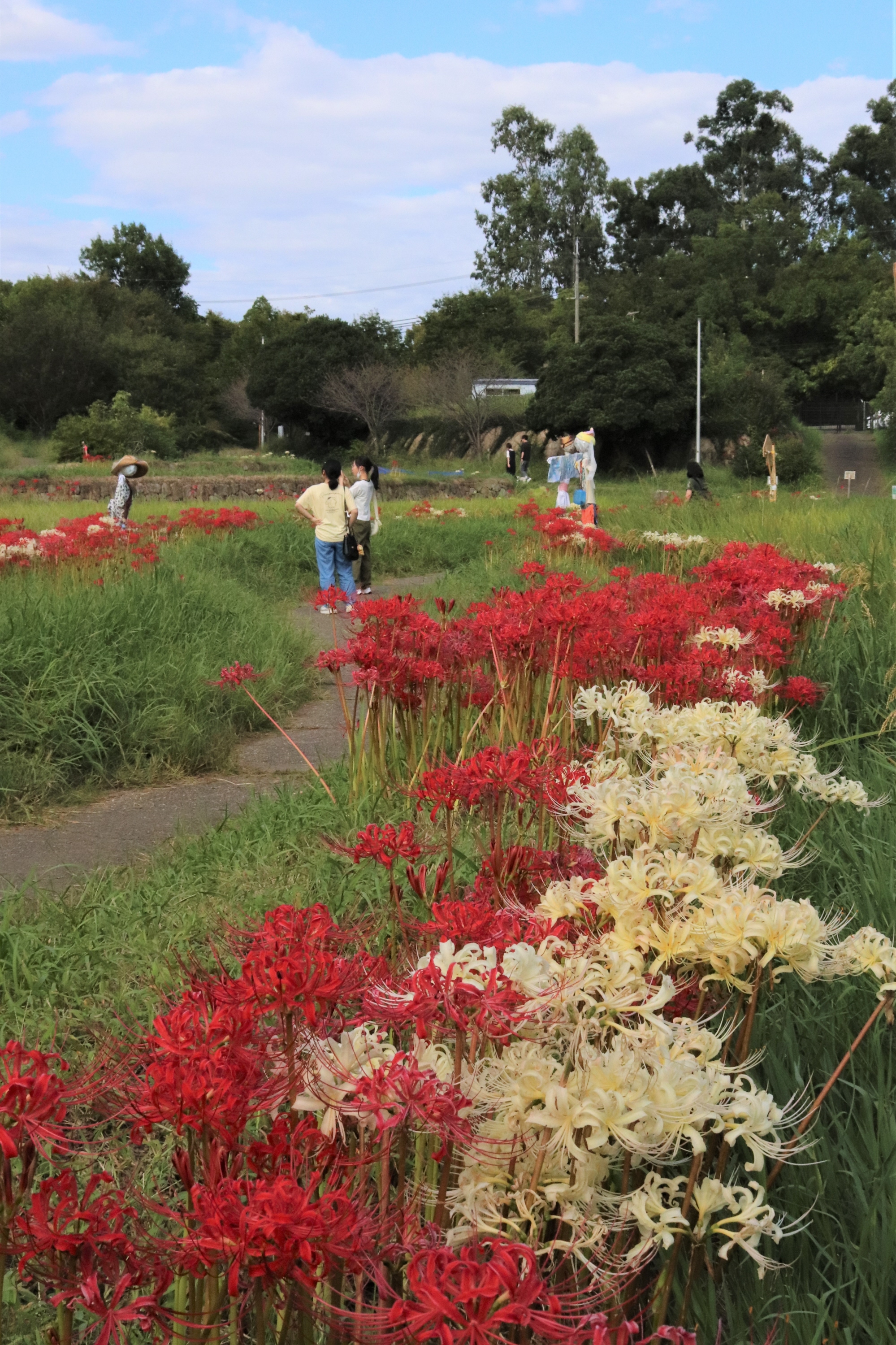 花池 花スケッチ】あぜ道彩るヒガンバナ 大阪・山田池公園 - 産経ニュース