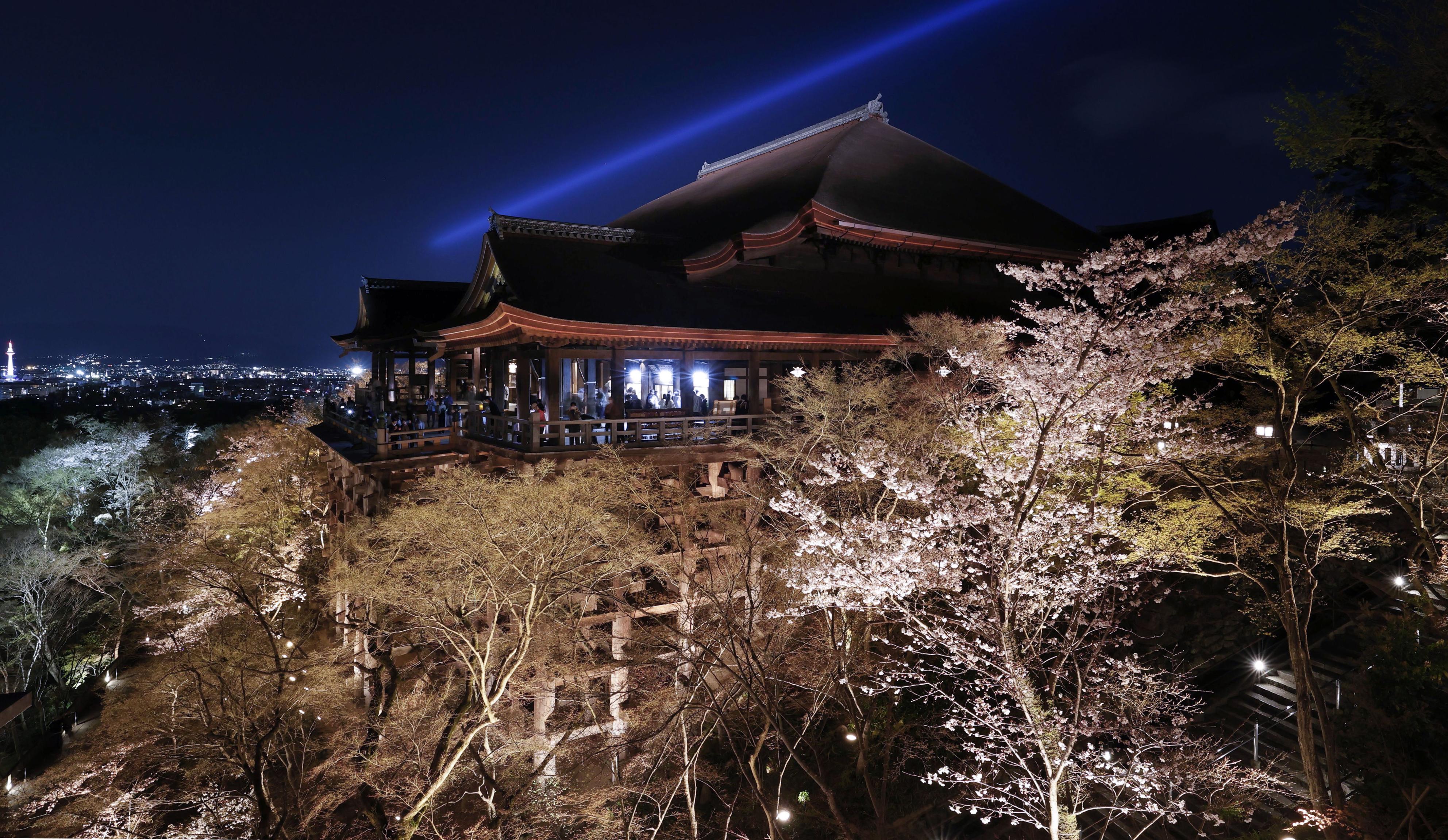 フォト特集】桜千本、清水の舞台彩る 見頃迎えライトアップ - 産経ニュース