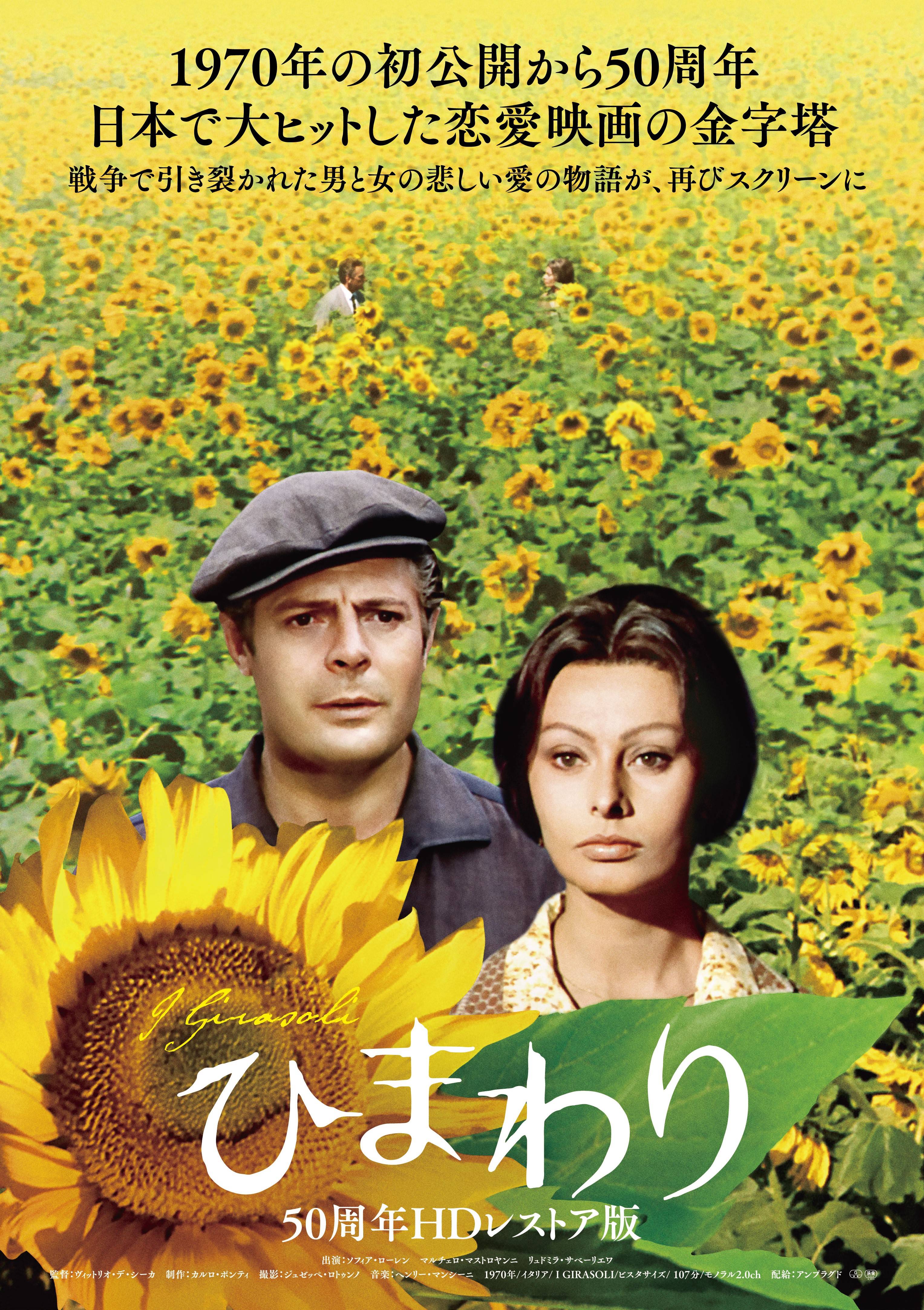 こちらサンスポ社会班 １９７０年の映画 ひまわり 全国４０カ所以上で再上映 収益金の一部を寄付 名作鑑賞が戦禍で苦しむ人たちへの助けに イザ