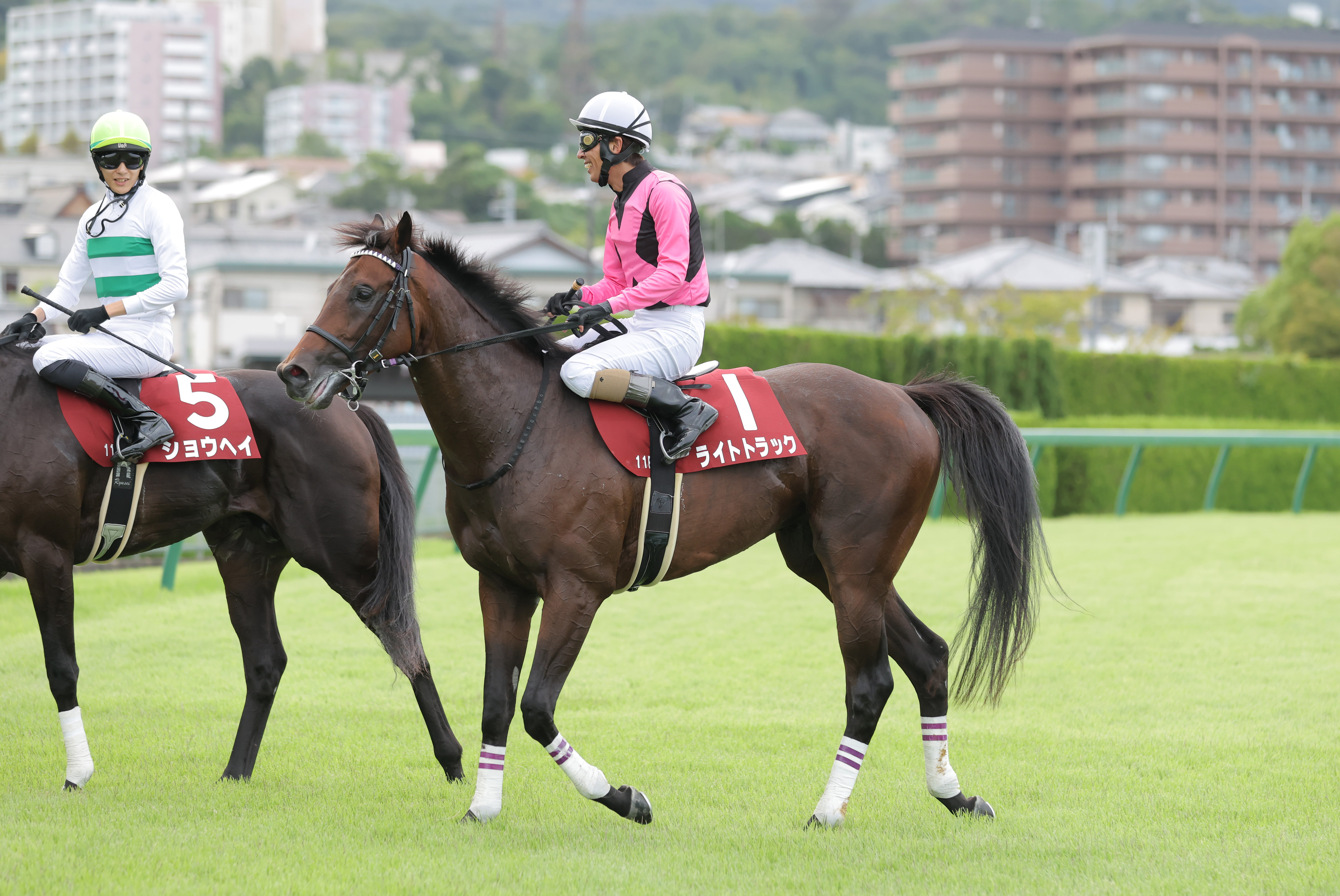 菊花賞】GIデータ無手勝流 - サンスポZBAT!