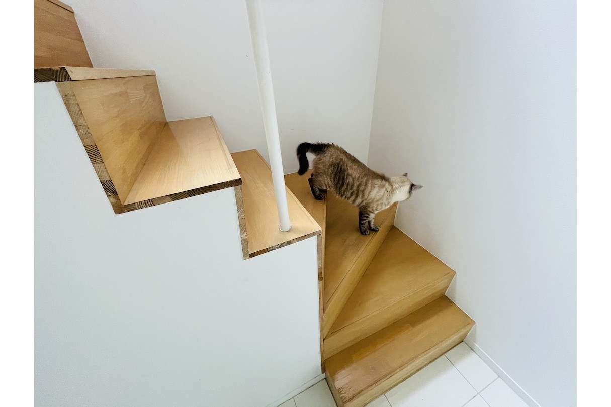 猫と暮らす新居を考える 猫と階段 イザ