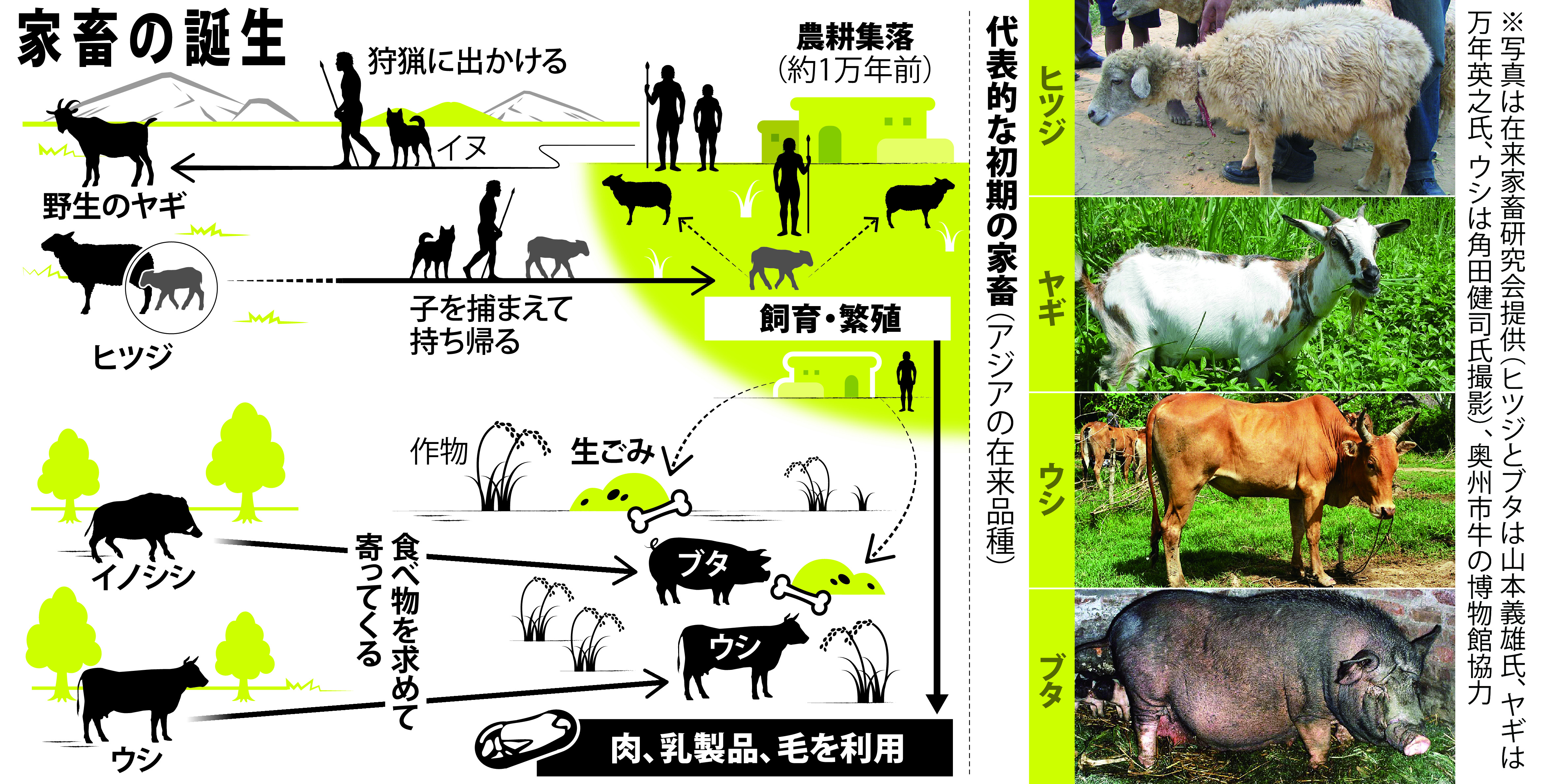家畜の科学シリーズ 5冊セット（ウシ、ブタ、ニワトリ、ヒツジ、ヤギ） ヒツジの科学 (シリーズ〈家畜の科学〉 5) 【公式通販】