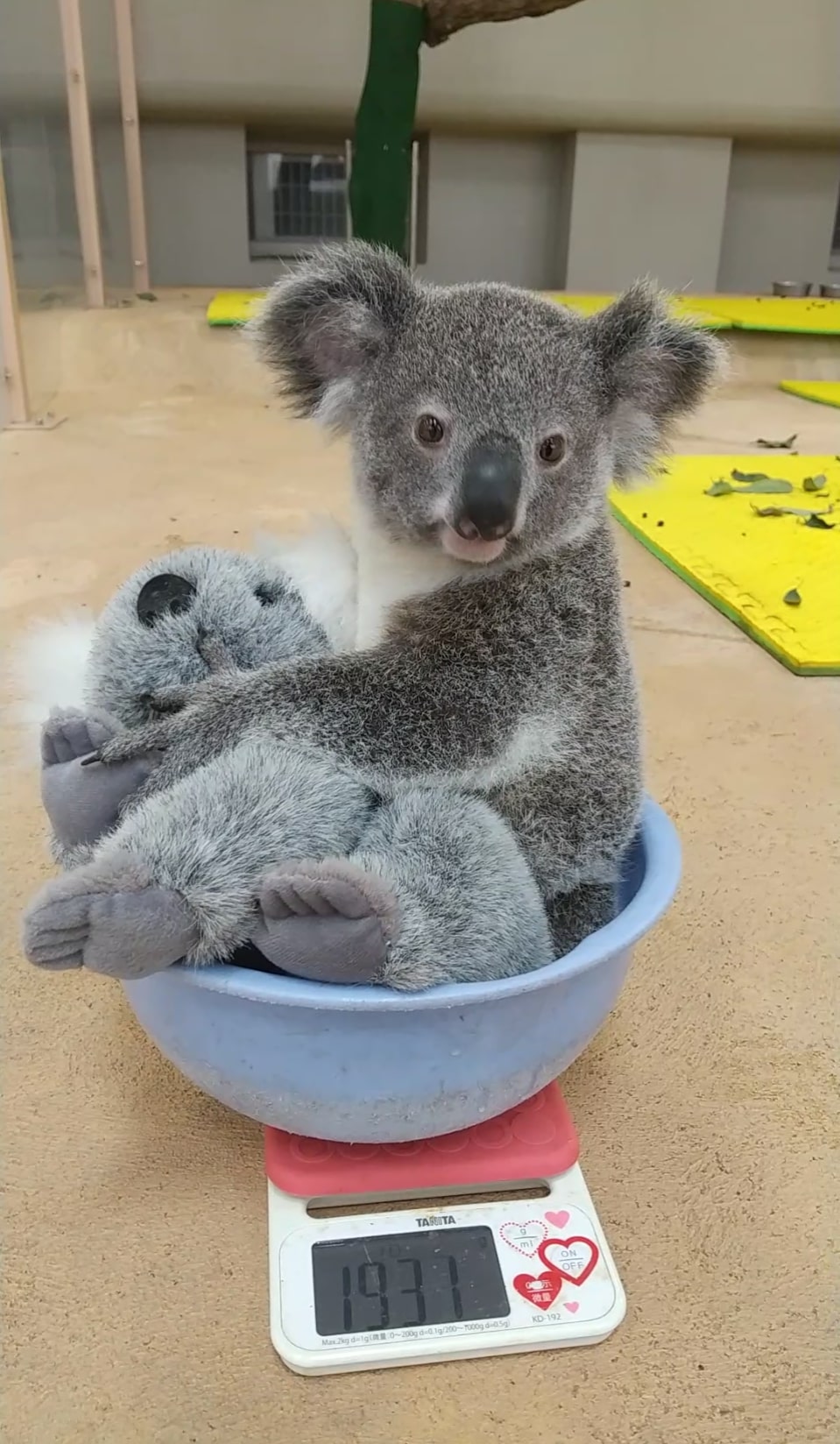 みてみてウチの〝推し〟アニマル】1歳迎え やんちゃ盛り 金沢動物園