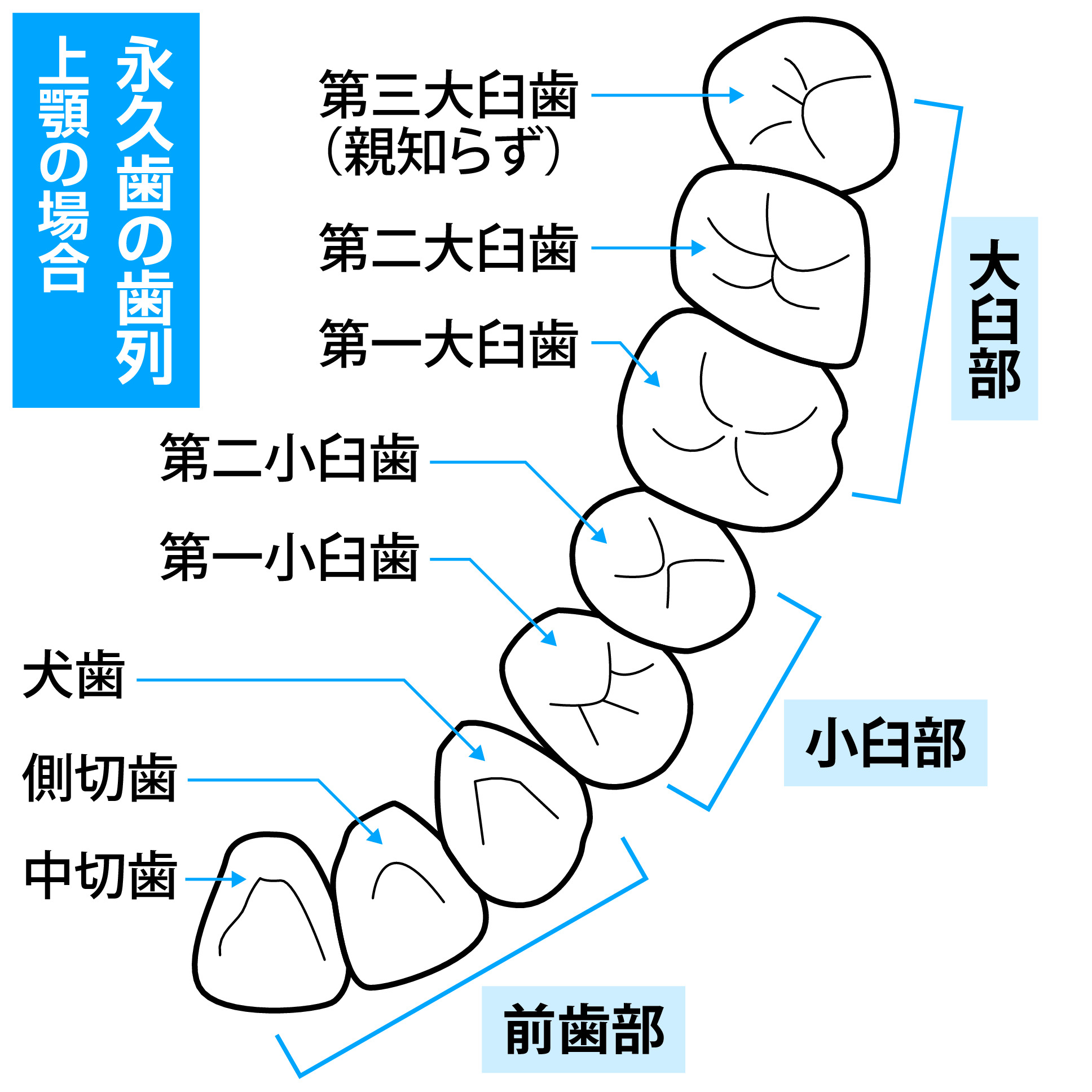 銀歯は古い！？ デジタル技術で変わる歯科医療】ほぼ全ての歯に保険