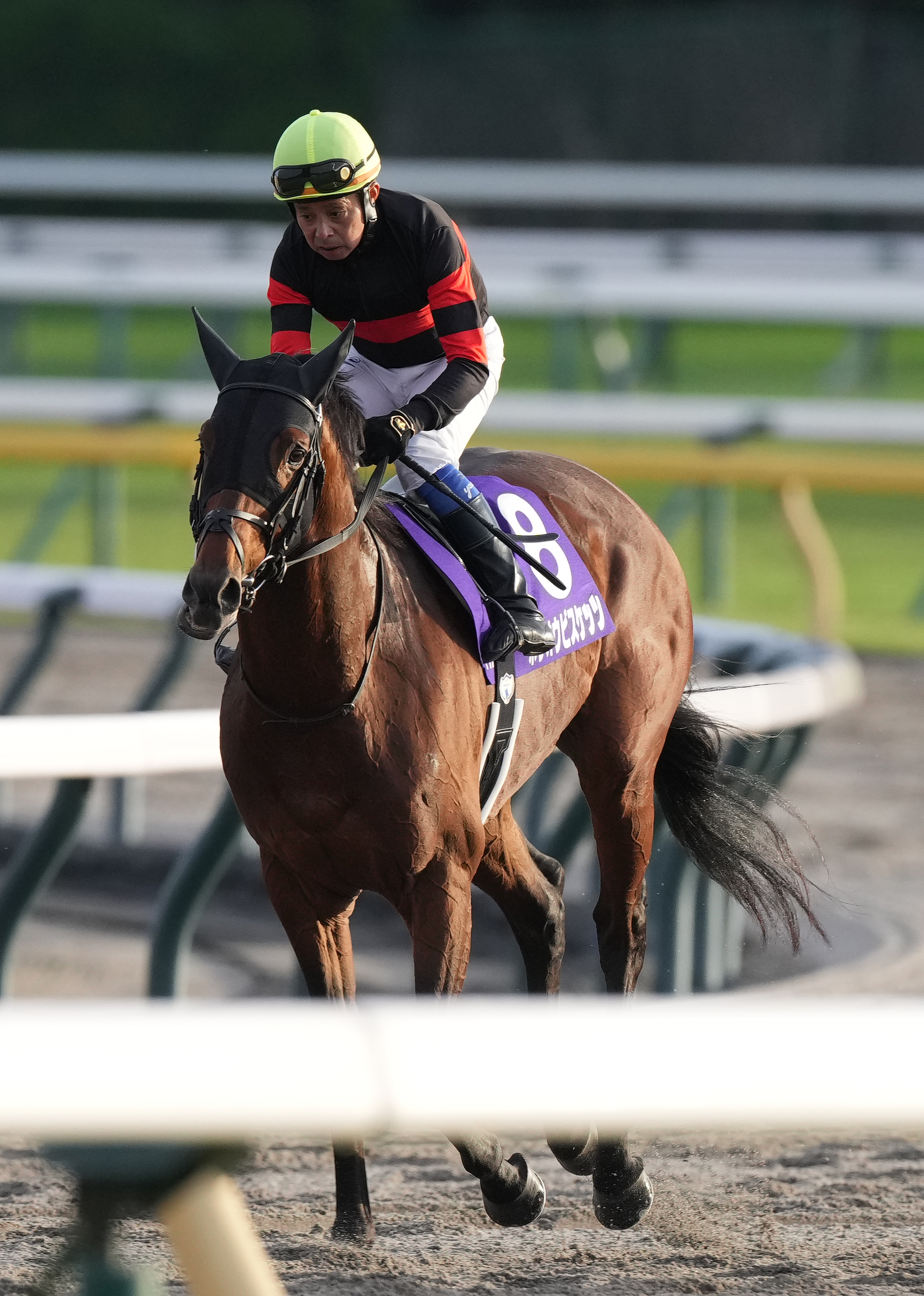 4歳以上次走報】ホウオウビスケッツは金鯱賞を視野に - サンスポZBAT!