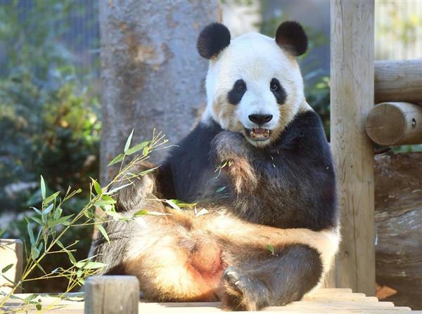 ｉｒｏｎｎａ発 パンダのレンタル料は２頭で年１億円 中国の パンダ外交 に隠された思惑とは 経済評論家 上念司 1 4ページ 産経ニュース