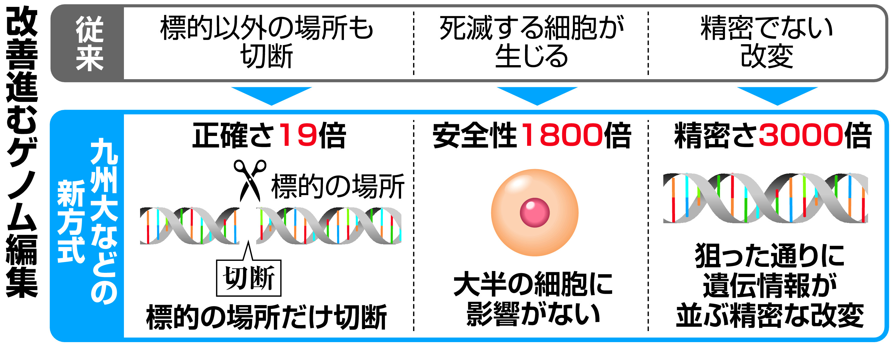 ゲノム編集、精度3000倍向上 数年で実用化へ 九州大など - 産経