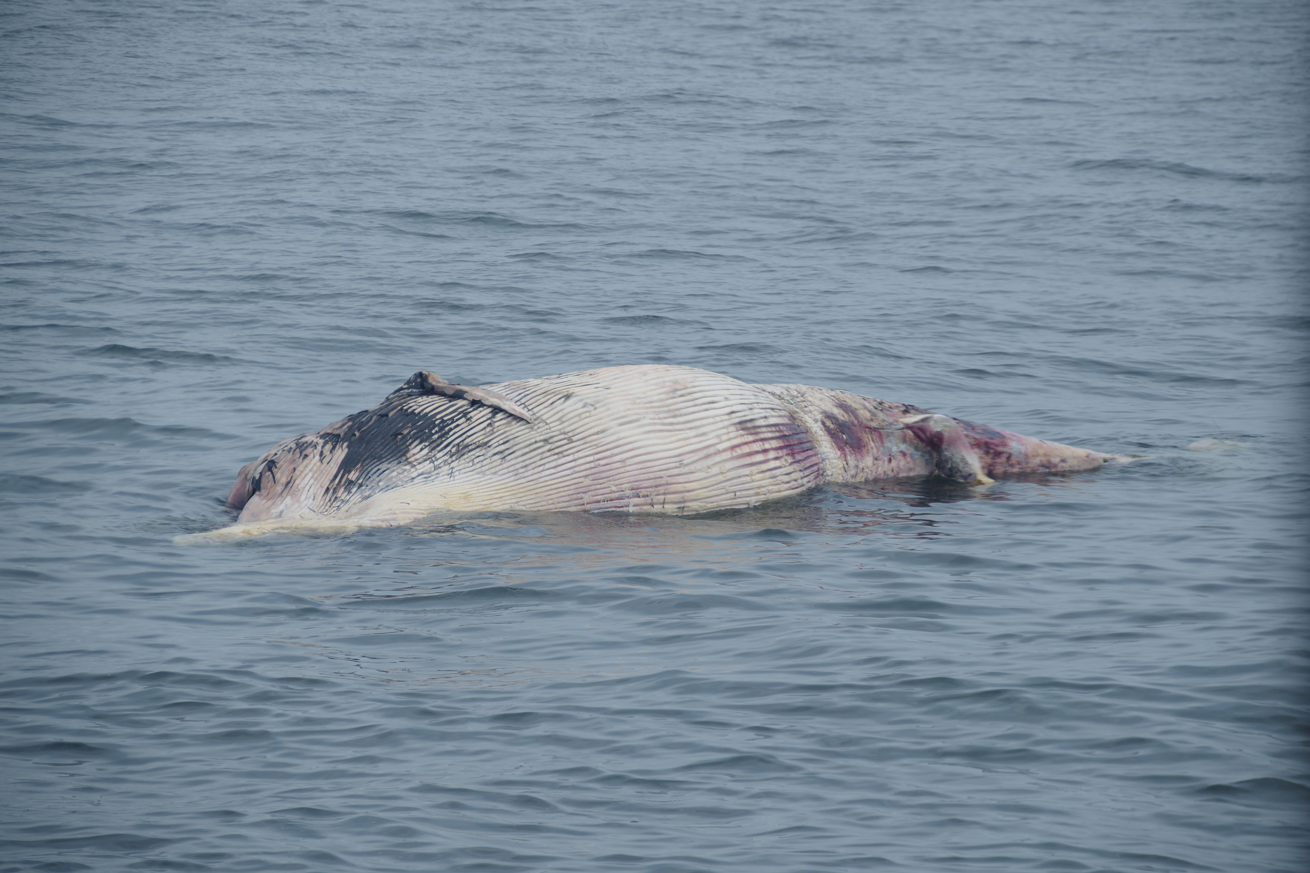 須磨沖でクジラの死骸発見 神戸海上保安部 産経ニュース