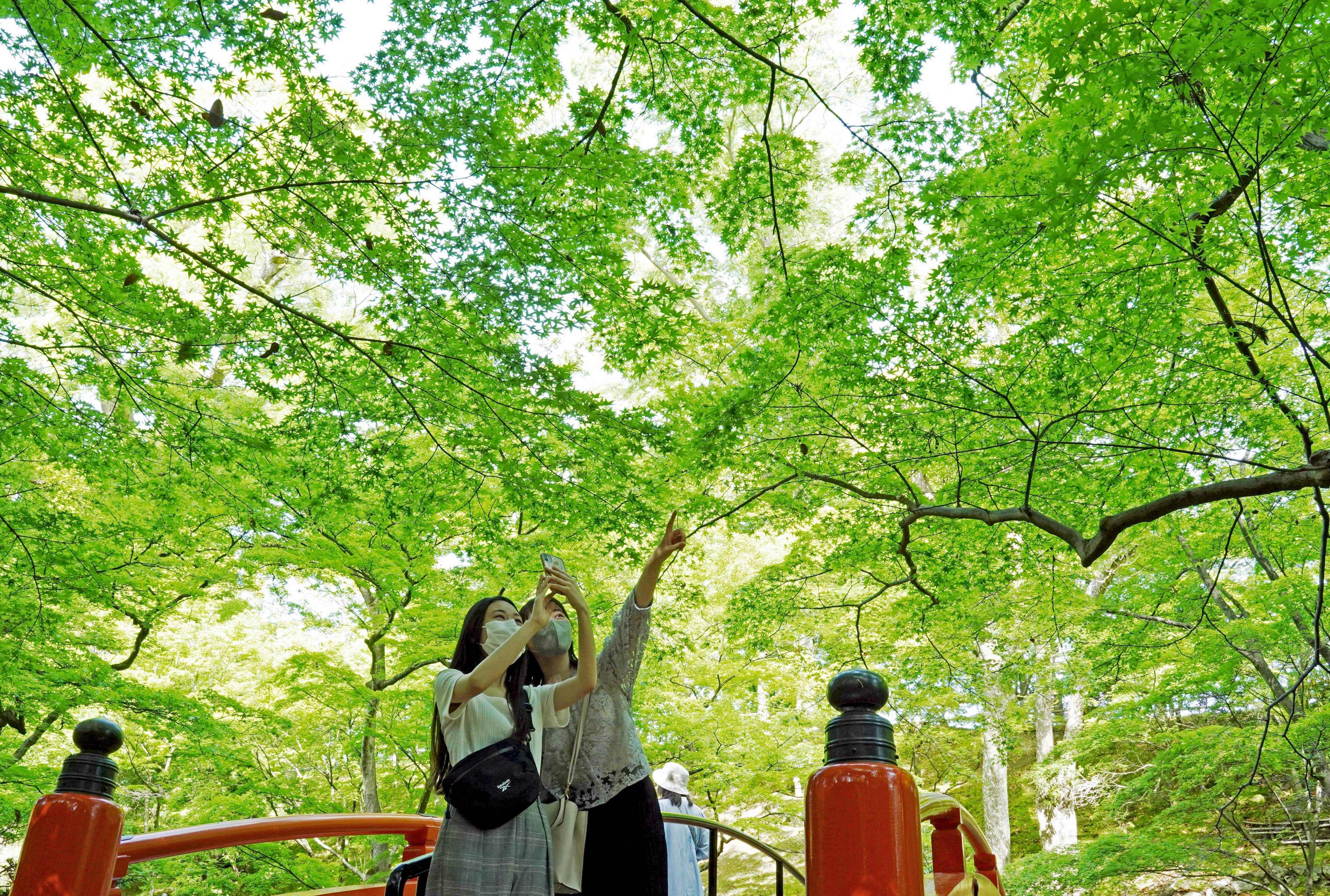 京都・北野天満宮の青モミジ、新緑でさわやかさ演出 - 産経ニュース