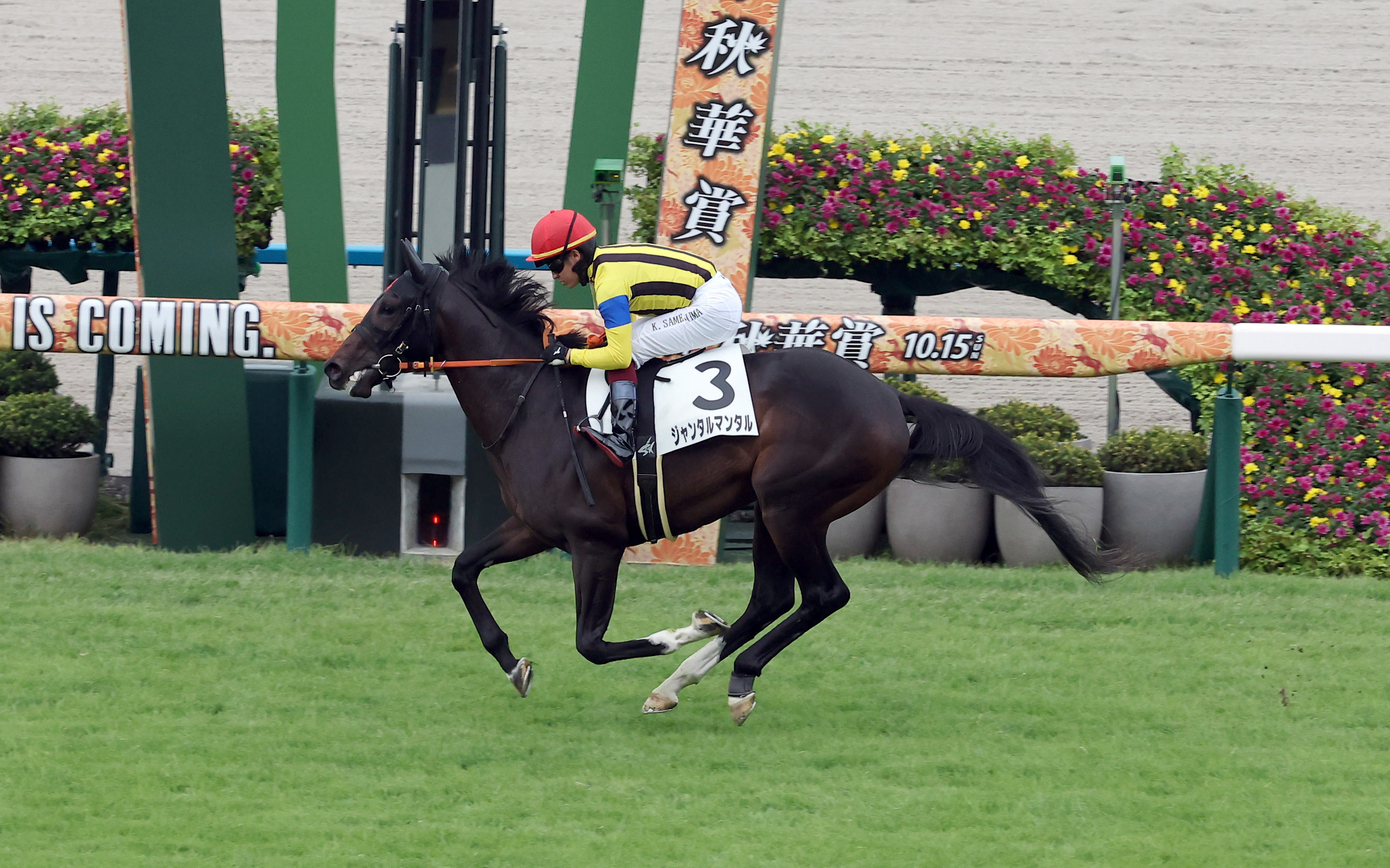 【若駒ピカイチ】芝千八で楽勝のジャンタルマンタル 芝・ダート ...