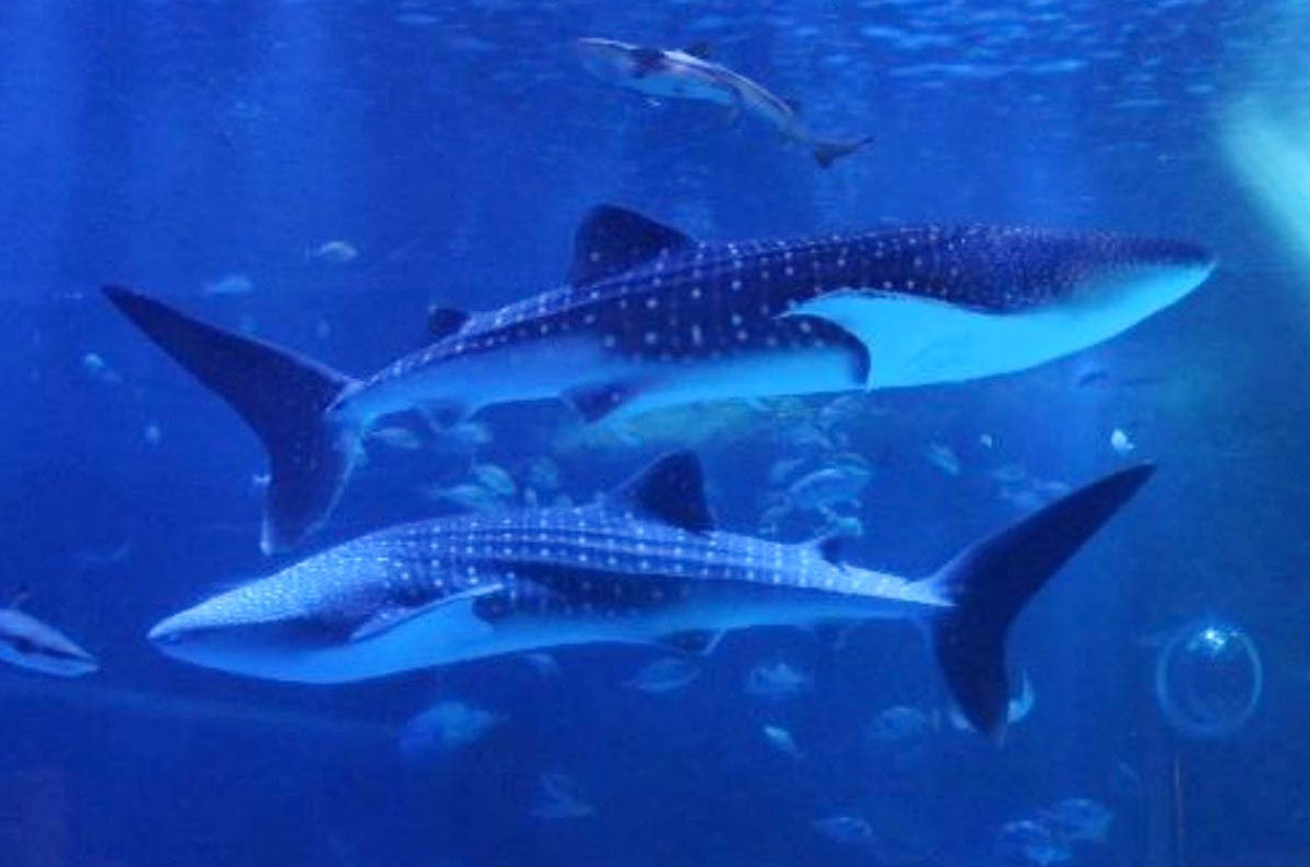 のとじま水族館のジンベエザメ死ぬ、地震で機器故障 - 産経ニュース