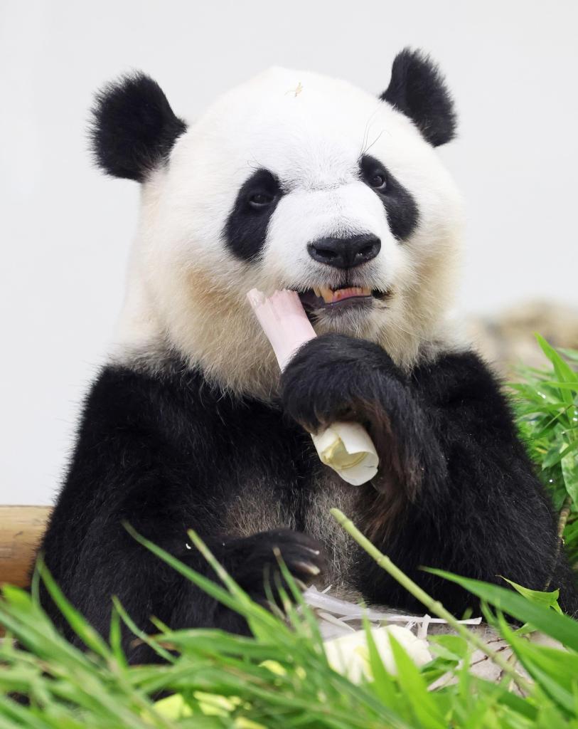 和歌山・白浜ポストパンダ戦略は観光客増で意外に健闘 町長「これまで