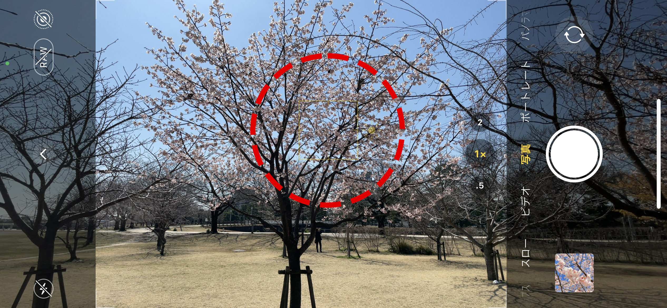 iPhoneの「困った！」速攻解決 第7回「桜をきれいに撮る」標準カメラ