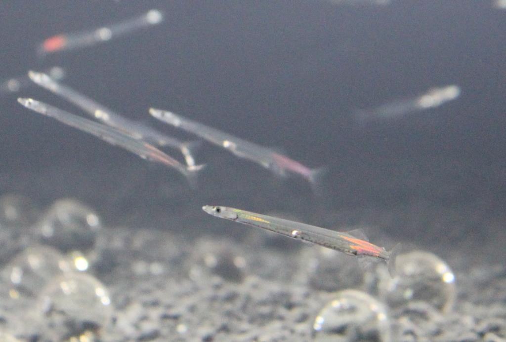 シラウオ 国内唯一の通年展示 出雲 ゴビウス に新水槽登場 1 2ページ 産経ニュース