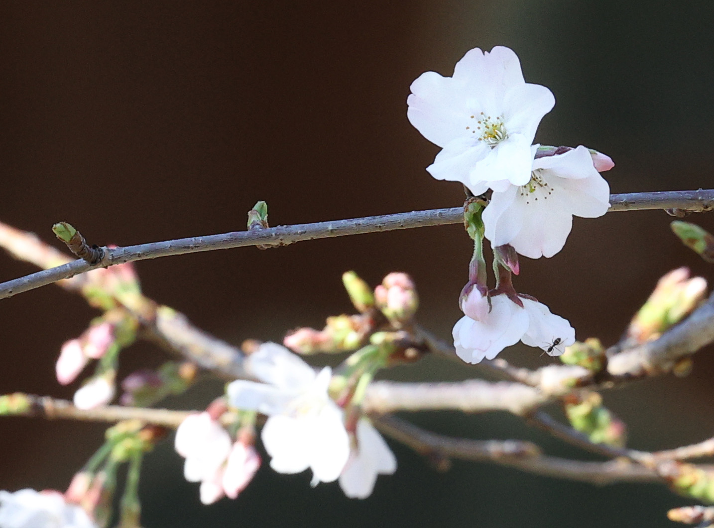 東京にサクラ咲いた 平年より5日遅く開花宣言 桜便り2024