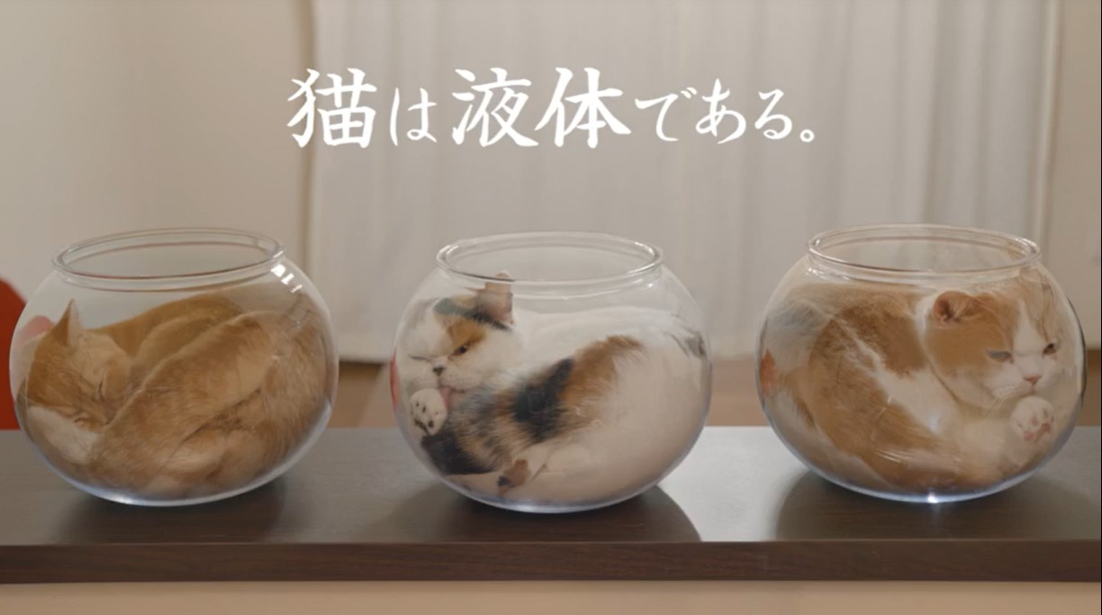 猫は液体である。」通販生活のＣＭがネットで話題「ビックリした ...