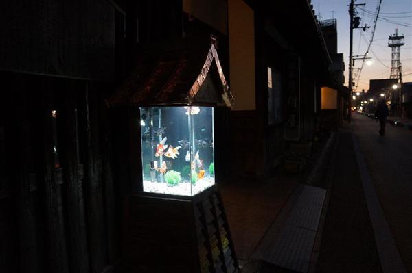 金魚が泳ぐ城下町 に 軒先に金魚鉢置く 奈良 大和郡山 産経ニュース