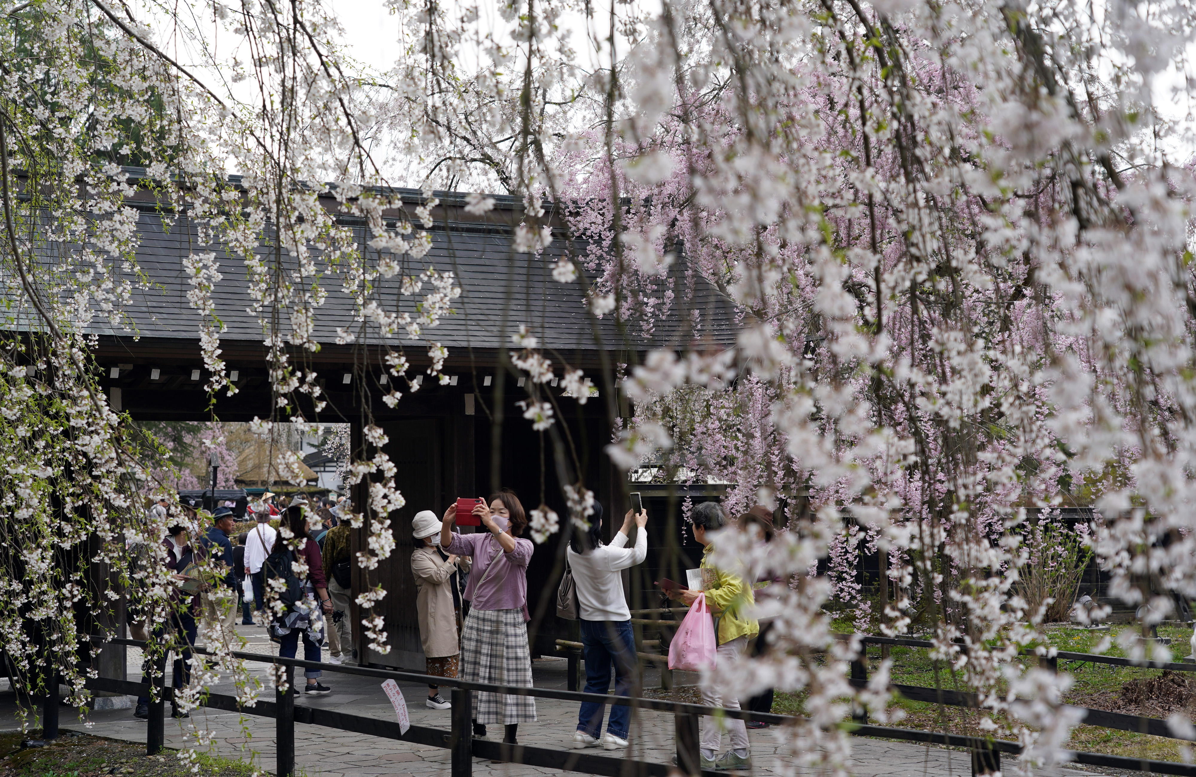 春爛漫「みちのくの小京都」 秋田・角館 桜便り2024 - 産経ニュース