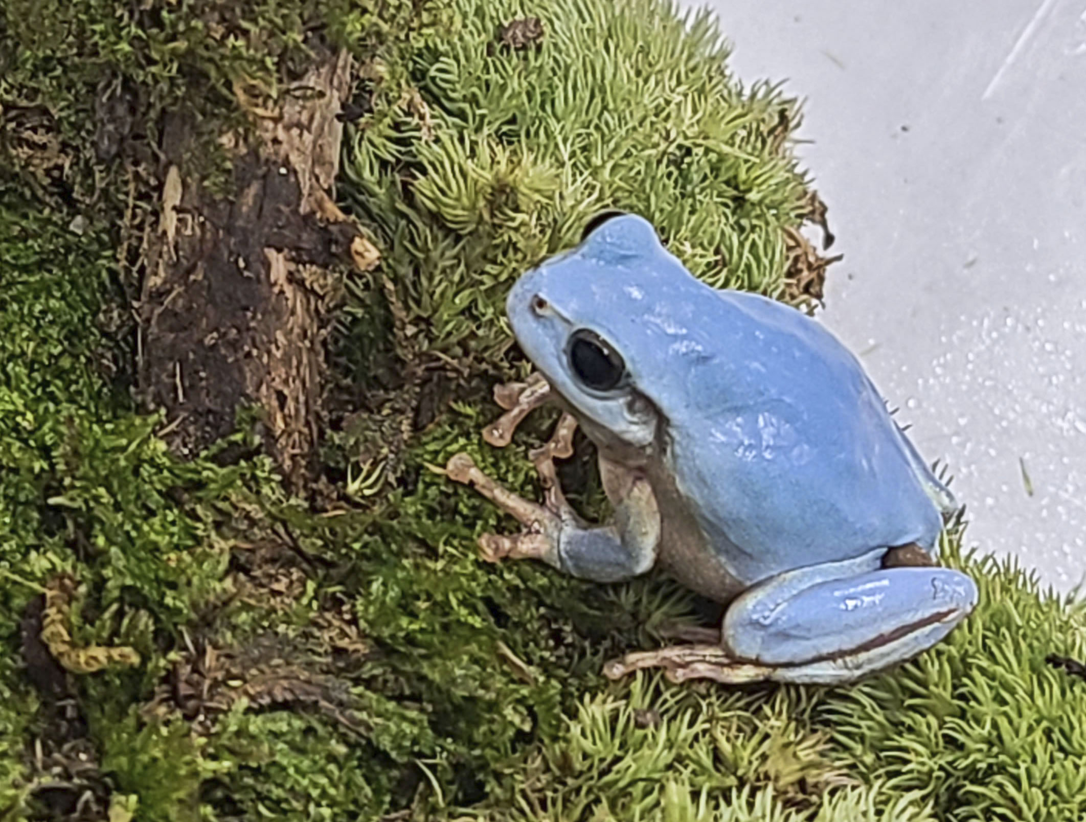 水色アマガエル発見 福岡の田畑、高校生ら飼育 - 産経ニュース