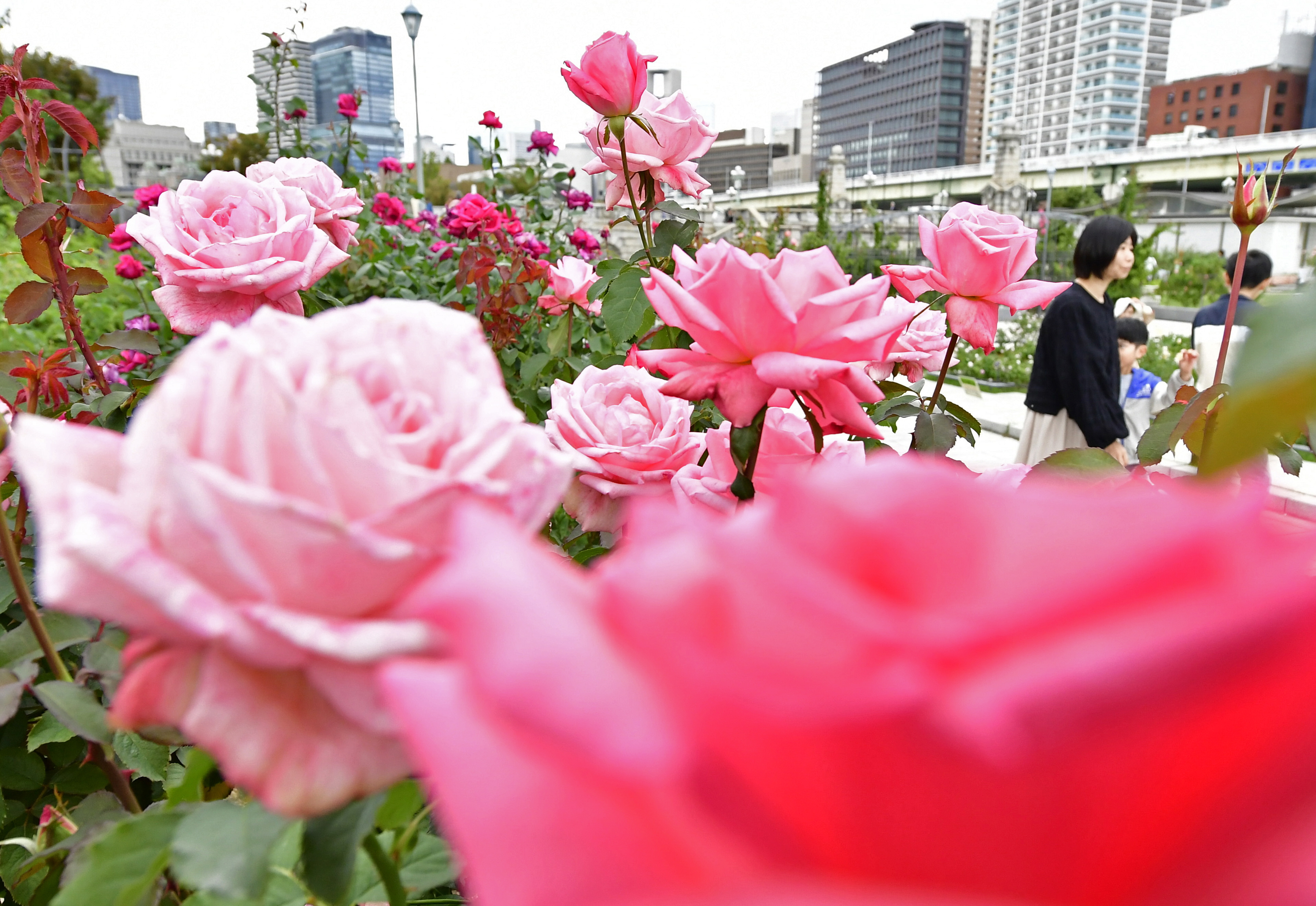 秋薔薇　ページ 秋バラ Autumn Roses［4K］2024年11月1日/November 1, 2024 京成バラ園