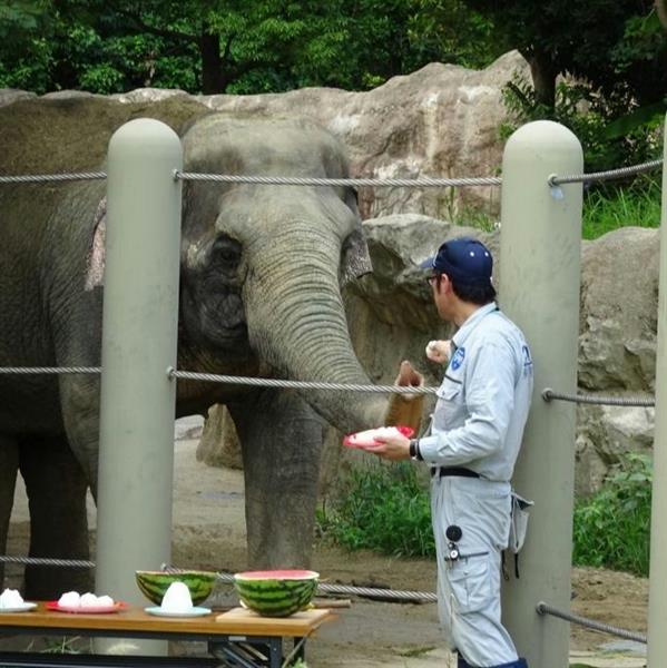 福岡市動物園のアジアゾウ はな子 に熊本産の米 スイカ贈る 産経ニュース