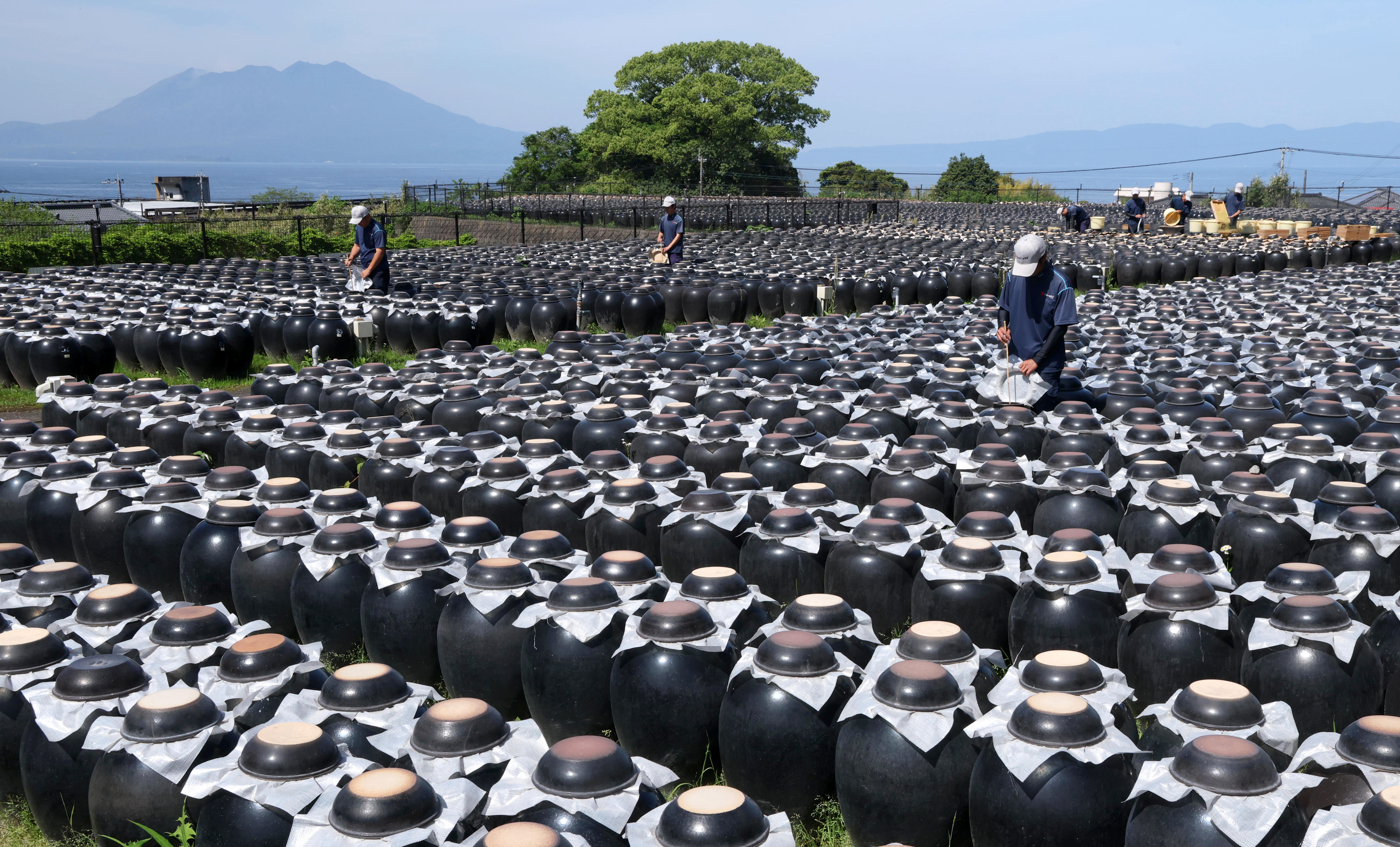 琥珀色に輝く黒酢 江戸時代から続く伝統製法、甘酸っぱい香りただよう