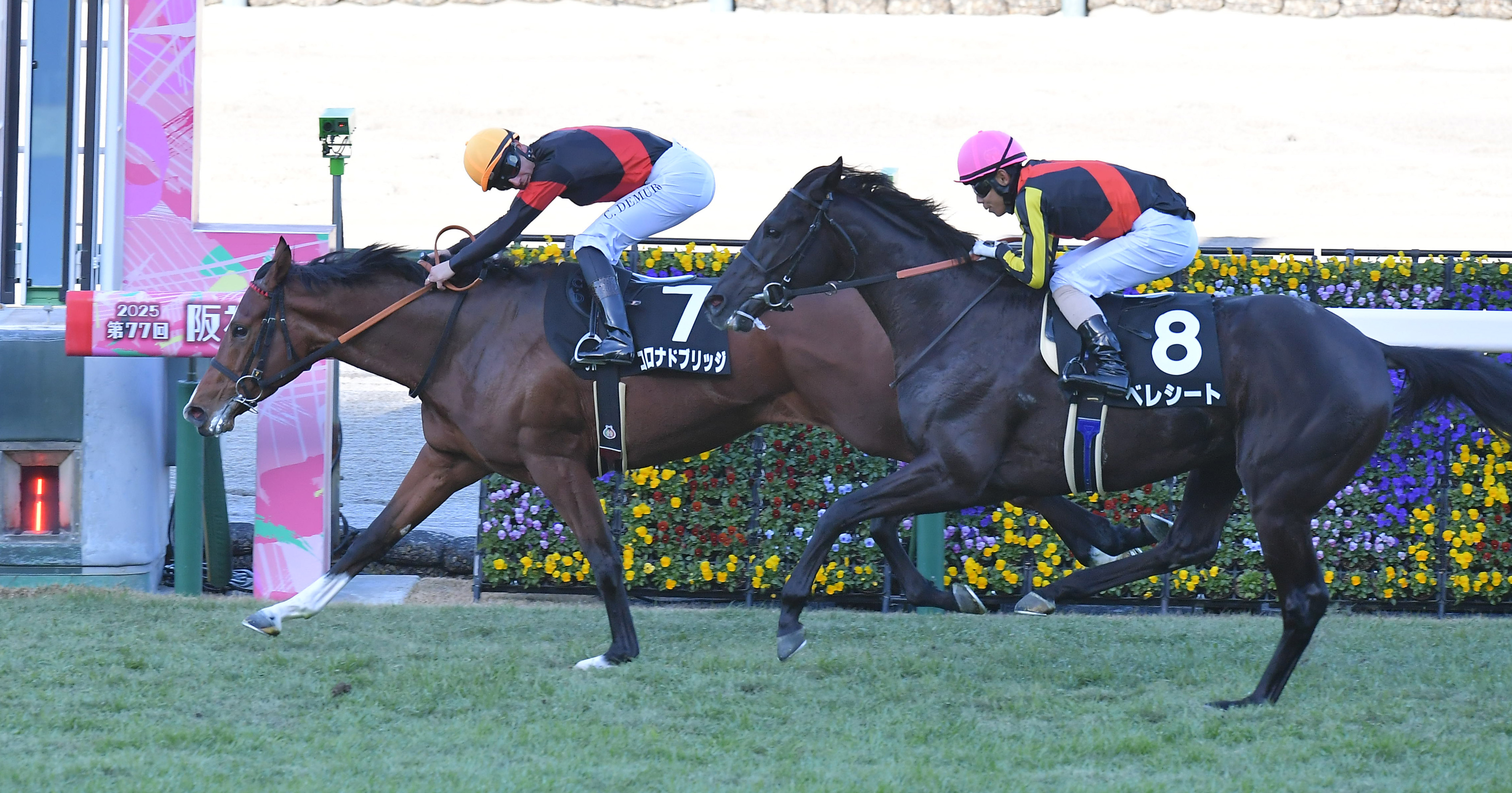 2歳次走報】エリカ賞を勝ったコロナドブリッジは京成杯を視野