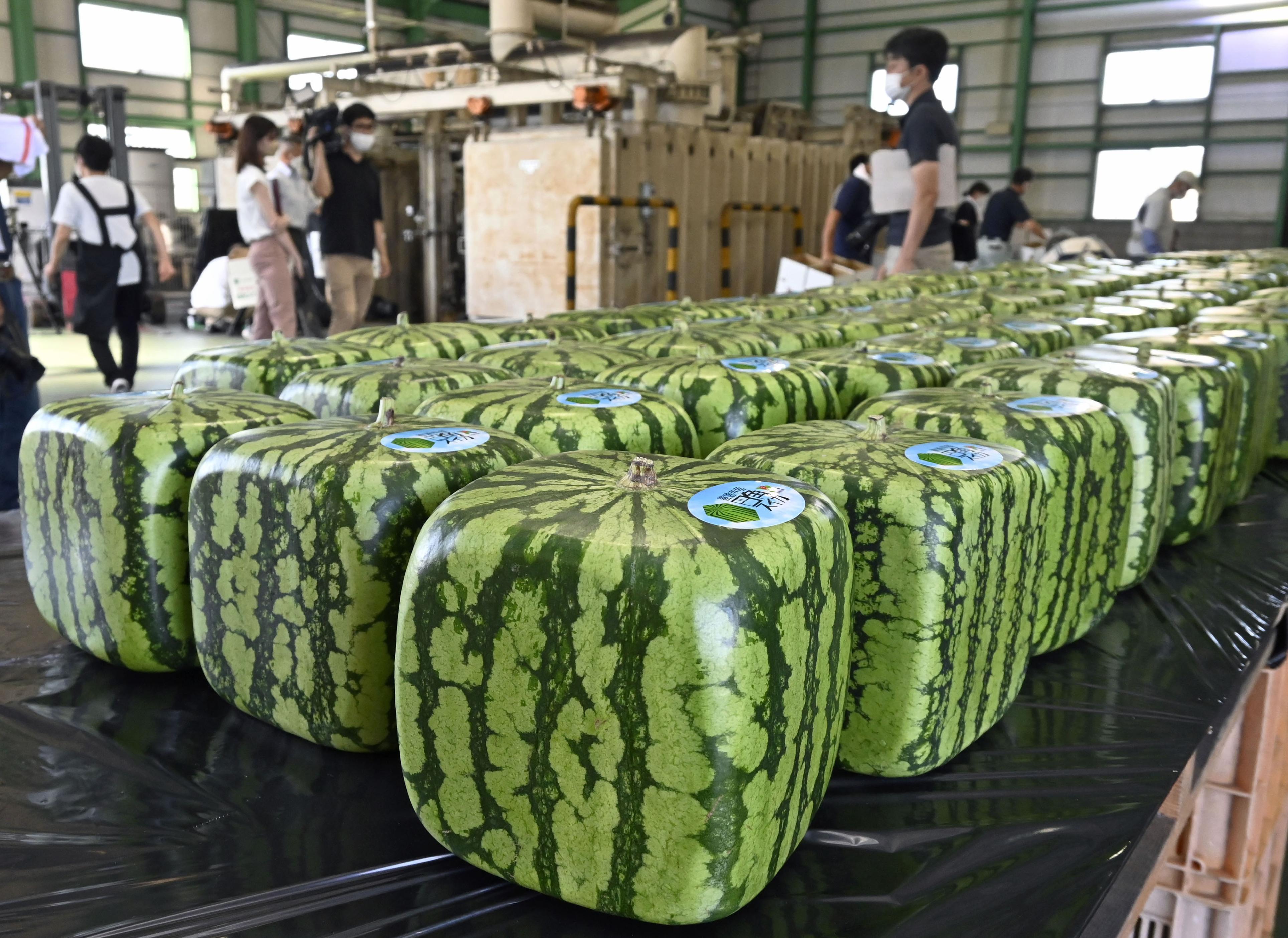 観賞用の「四角スイカ」 出荷始まる 香川 - 産経ニュース