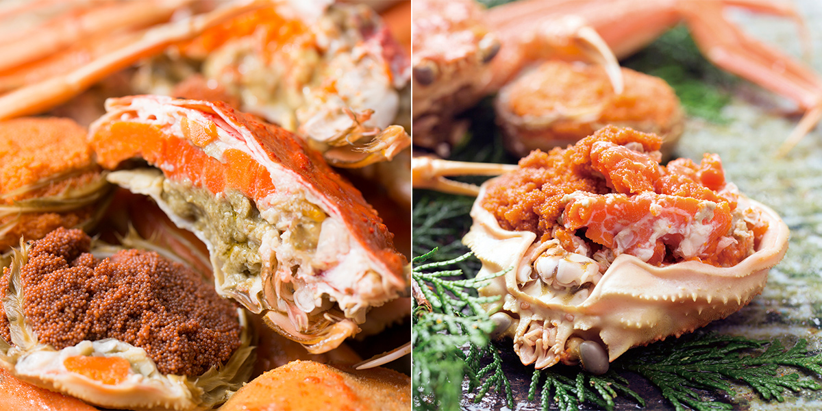 数量限定の訳あり品！「兵庫県香住産 セコガニ」一度食べるとやみつき